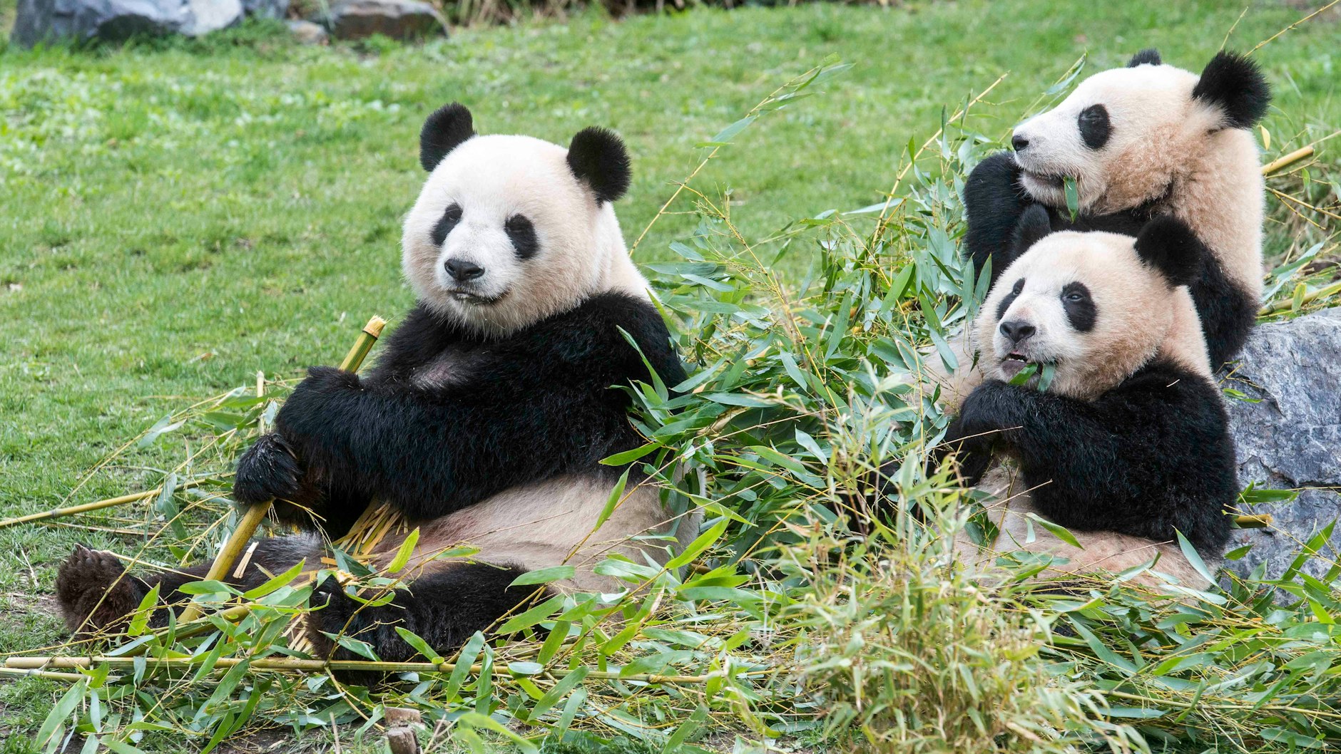 Die Berliner Pandas Meng Meng, Pit und Paule durften sich anlässlich von Mama Meng Mengs Geburtstag über eine besondere Leckerei freuen.<br>