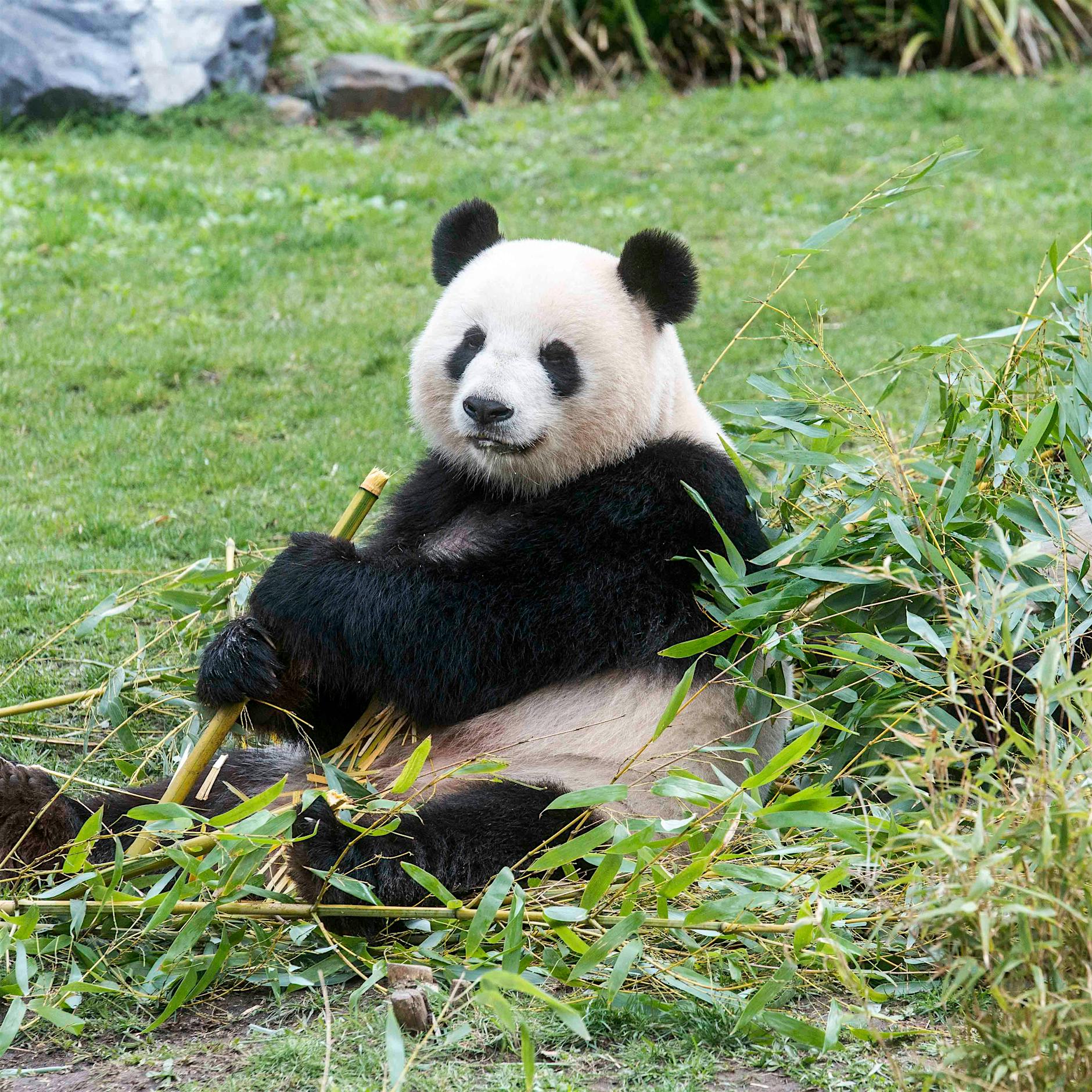 Berlins Panda-Dame Meng Meng bekommt Eistorte zum Geburtstag