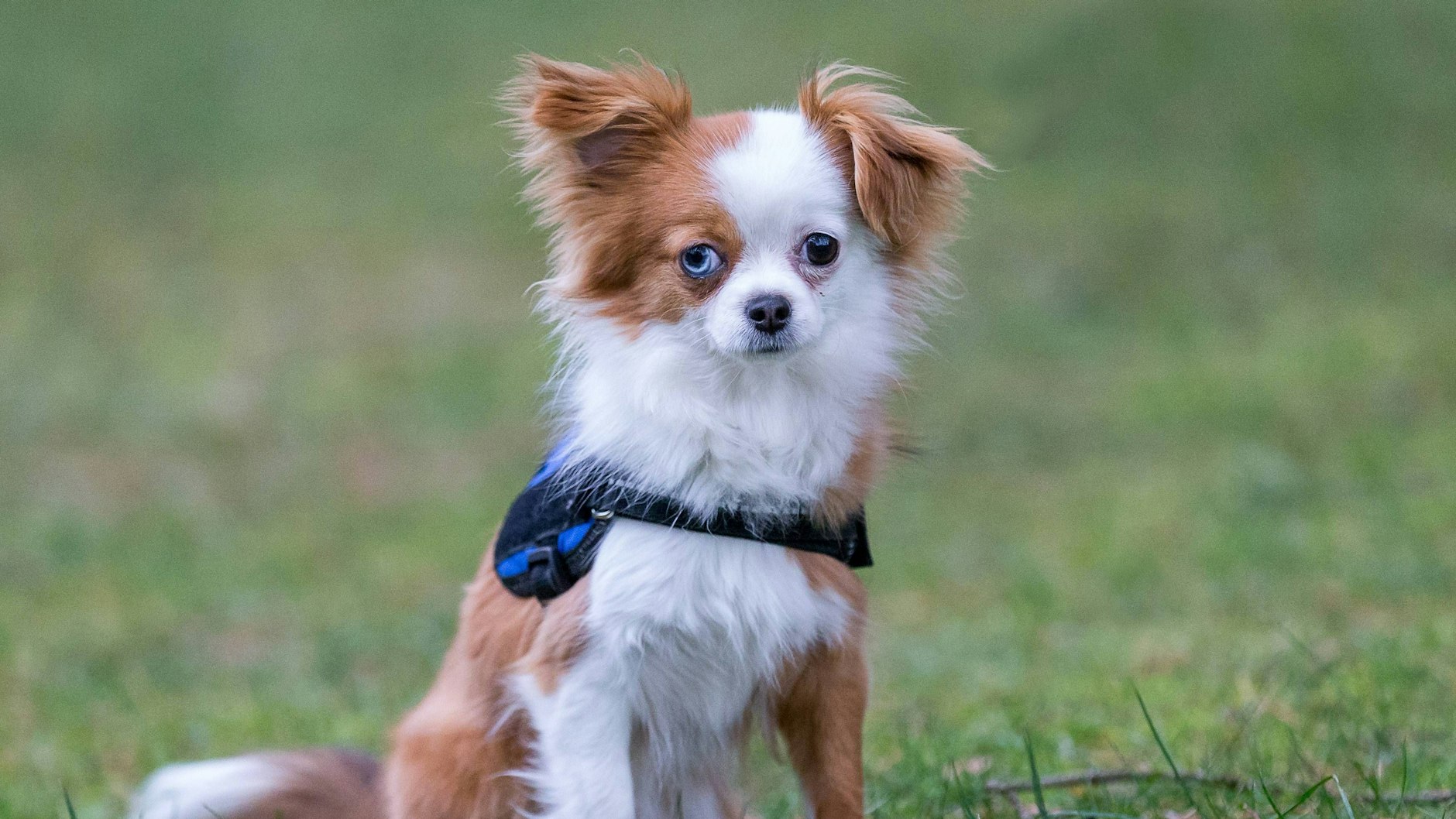 „Der Trend, Hunde mit rohem Futter zu füttern, könnte die Ausbreitung von resistenten Bakterien begünstigen“, warnen Forscher. (Symbolbild)