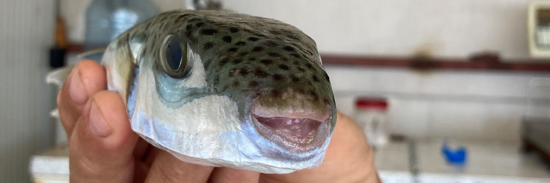 Der Leiter der Fischerei-Kooperative in Antalya, Cengiz Balta, hält einen Hasenkopf-Kugelfisch in der Hand. 