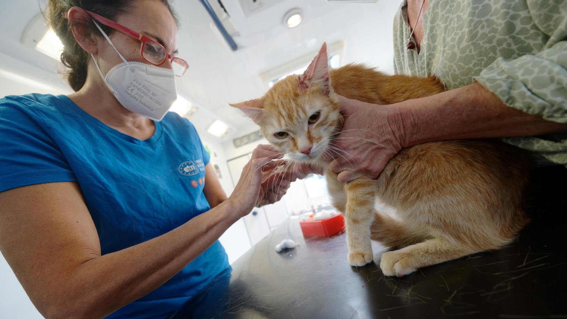 Mit Feingefühl und Kompetenz: Tierärztin Claudia Gomez behandelt im Tierarztmobil den von Allergien geplagten Kater Moritz. 