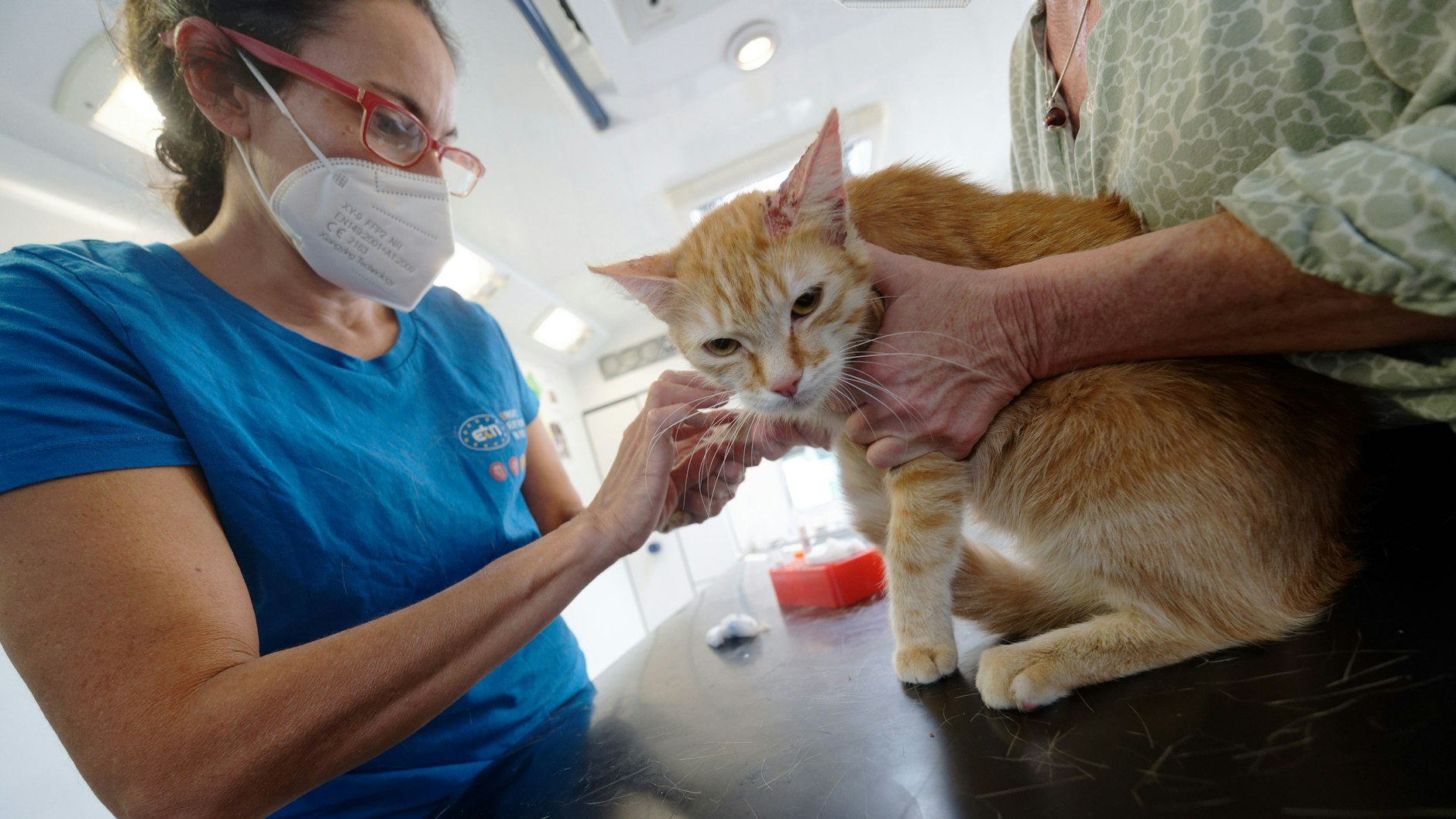 Mit Feingefühl und Kompetenz: Tierärztin Claudia Gomez behandelt im Tierarztmobil den von Allergien geplagten Kater Moritz.&nbsp;