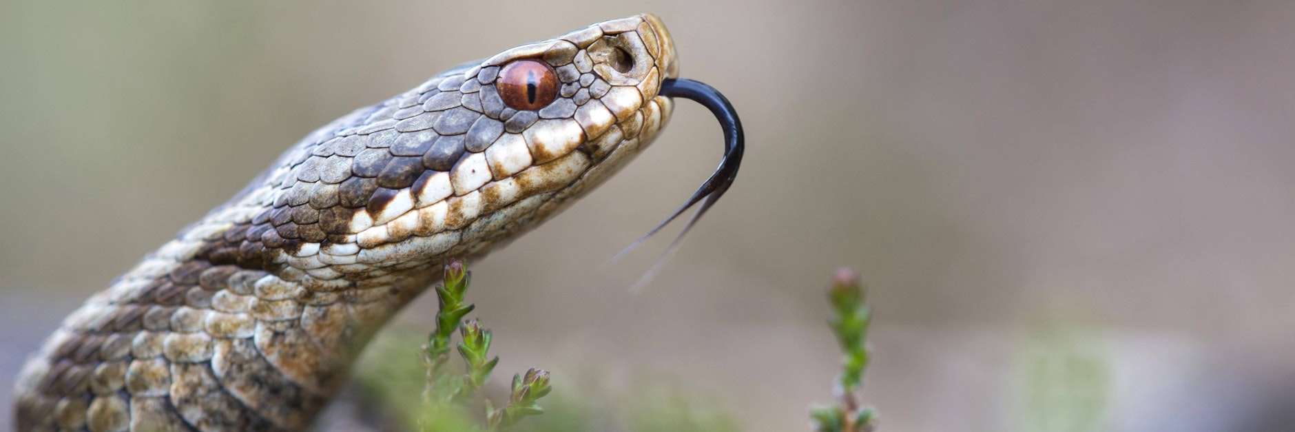 Gleich 14 giftige Schlangen hielt ein Potsdamer in seiner Wohnung.&nbsp;