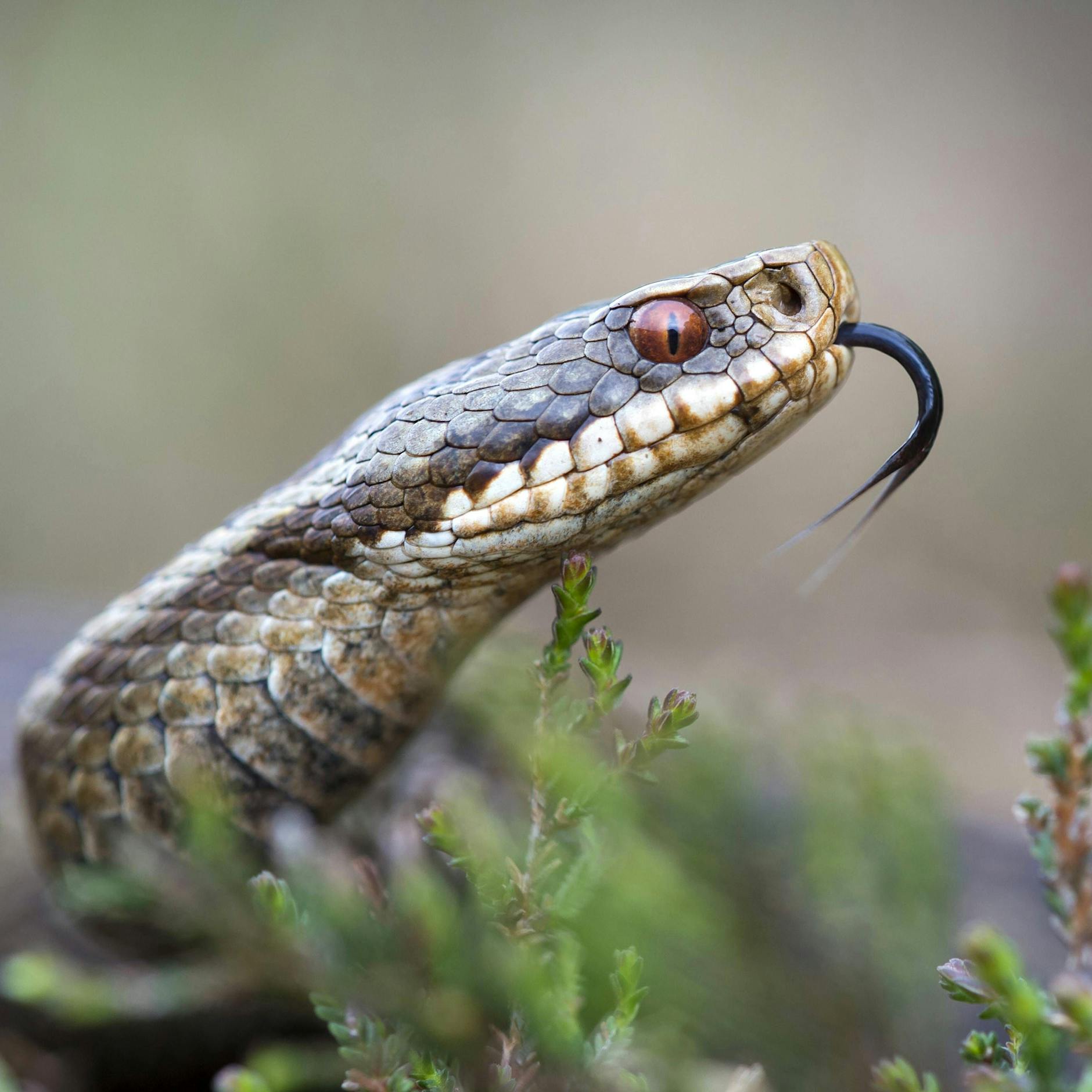 Potsdamer hielt 14 Giftschlangen in seiner Wohnung +++ Ist ein Tier entwischt? +++ Behörden suchen weiter