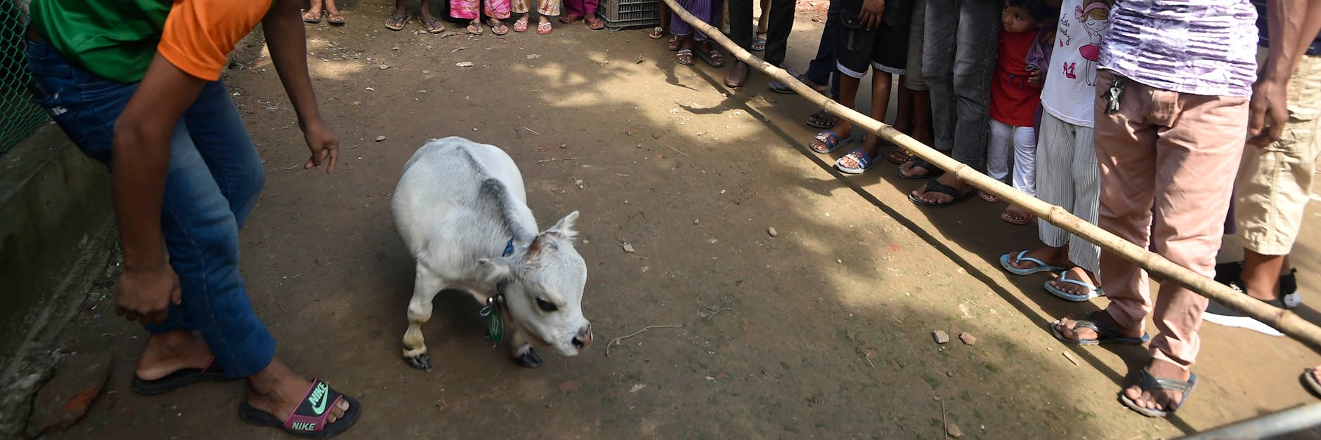 Menschen stehen Schlange und fotografieren eine Zwergkuh namens Rani auf einer Farm in Savar.