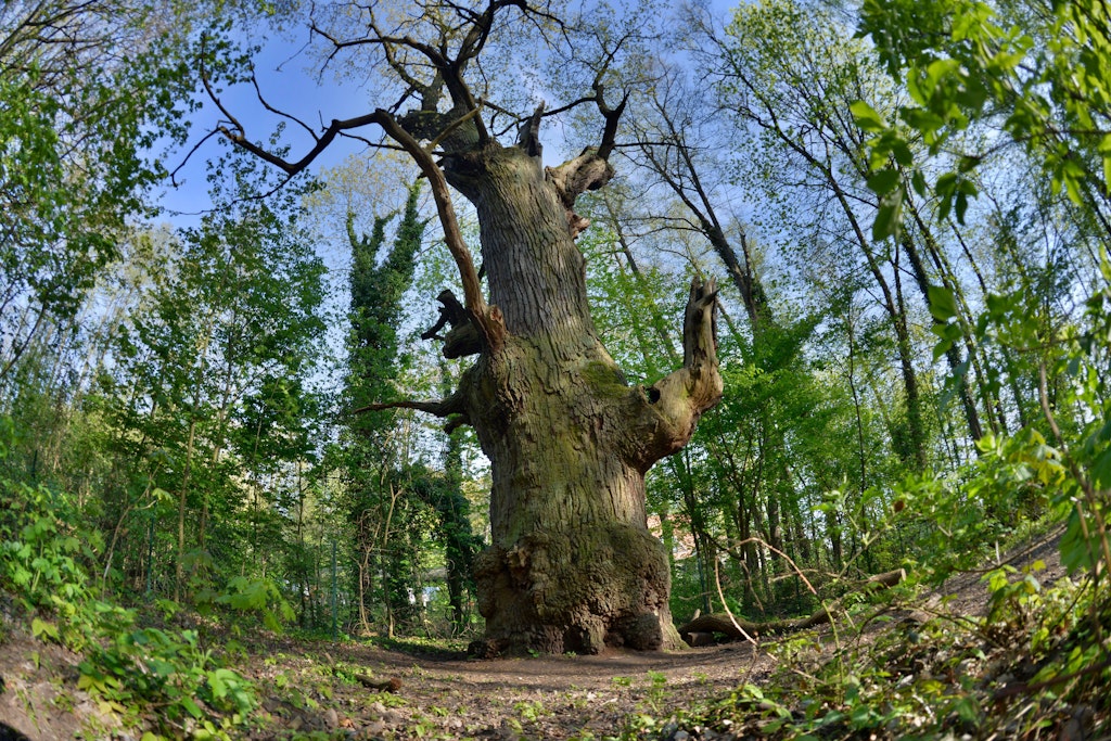 Ältester Baum Berlins Dicke Marie wird Nationalerbe