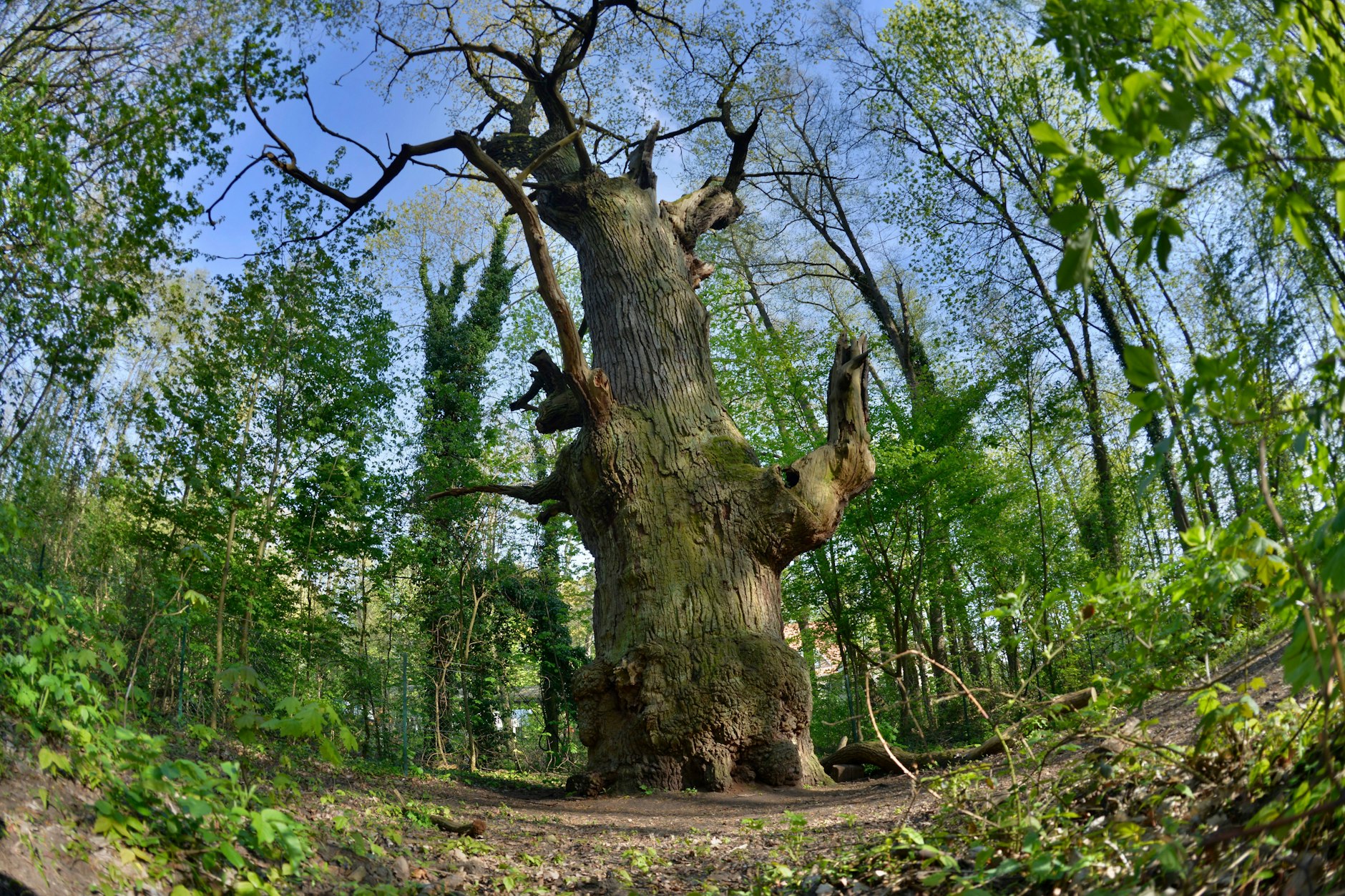 Uralt, aber noch genügend Kraft für frische Triebe: die Dicke Marie im Tegeler Forst, der älteste Baum Berlins, eingetragenes Naturdenkmal