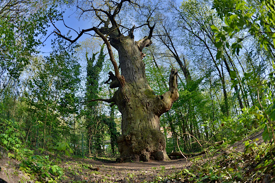 Uralt, aber noch genügend Kraft für frische Triebe: die Dicke Marie im Tegeler Forst, der älteste Baum Berlins, eingetragenes Naturdenkmal