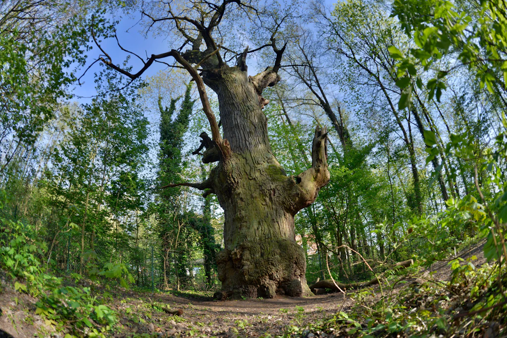 Ältester Baum Berlins: Dicke Marie wird Nationalerbe