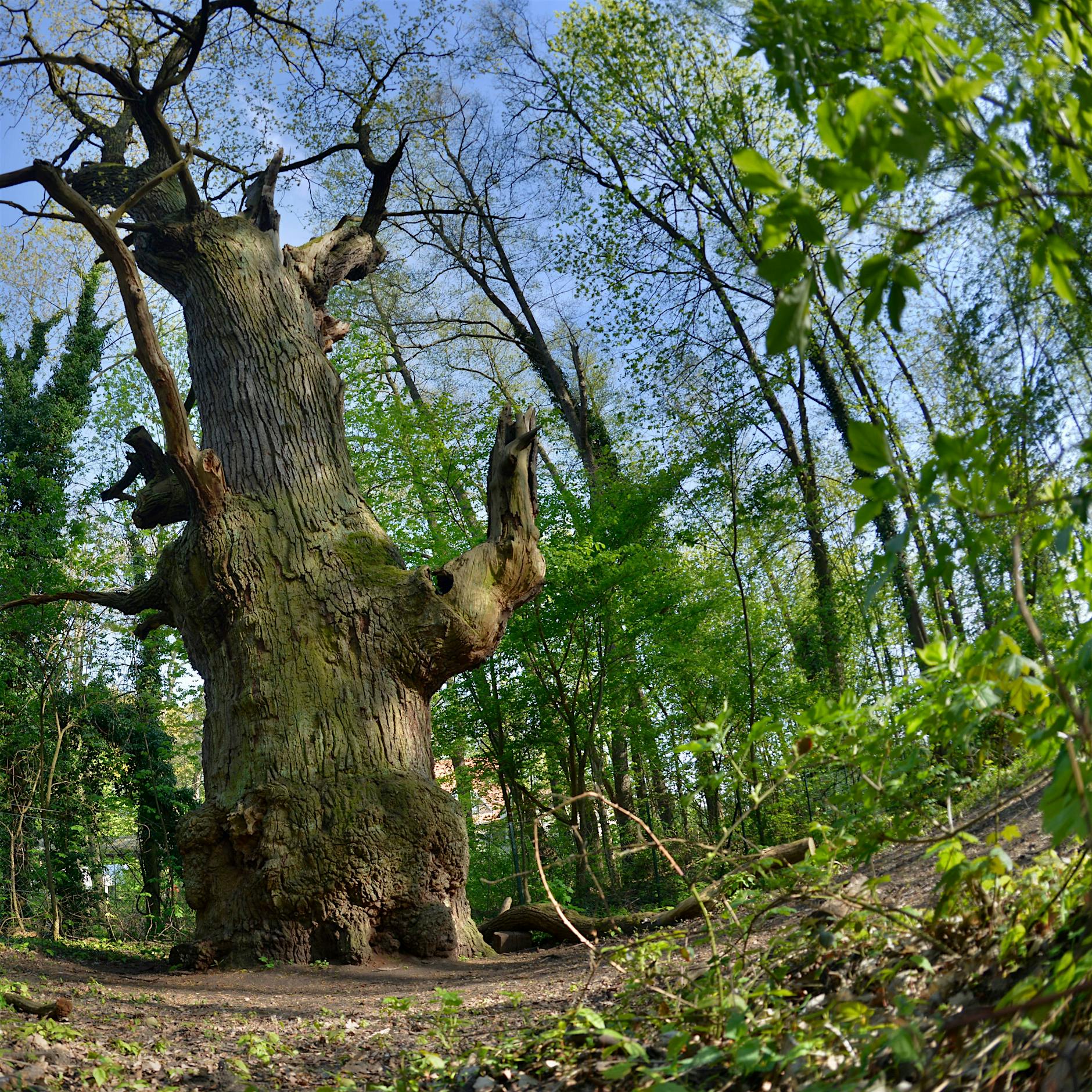 Ältester Baum Berlins: Dicke Marie wird Nationalerbe