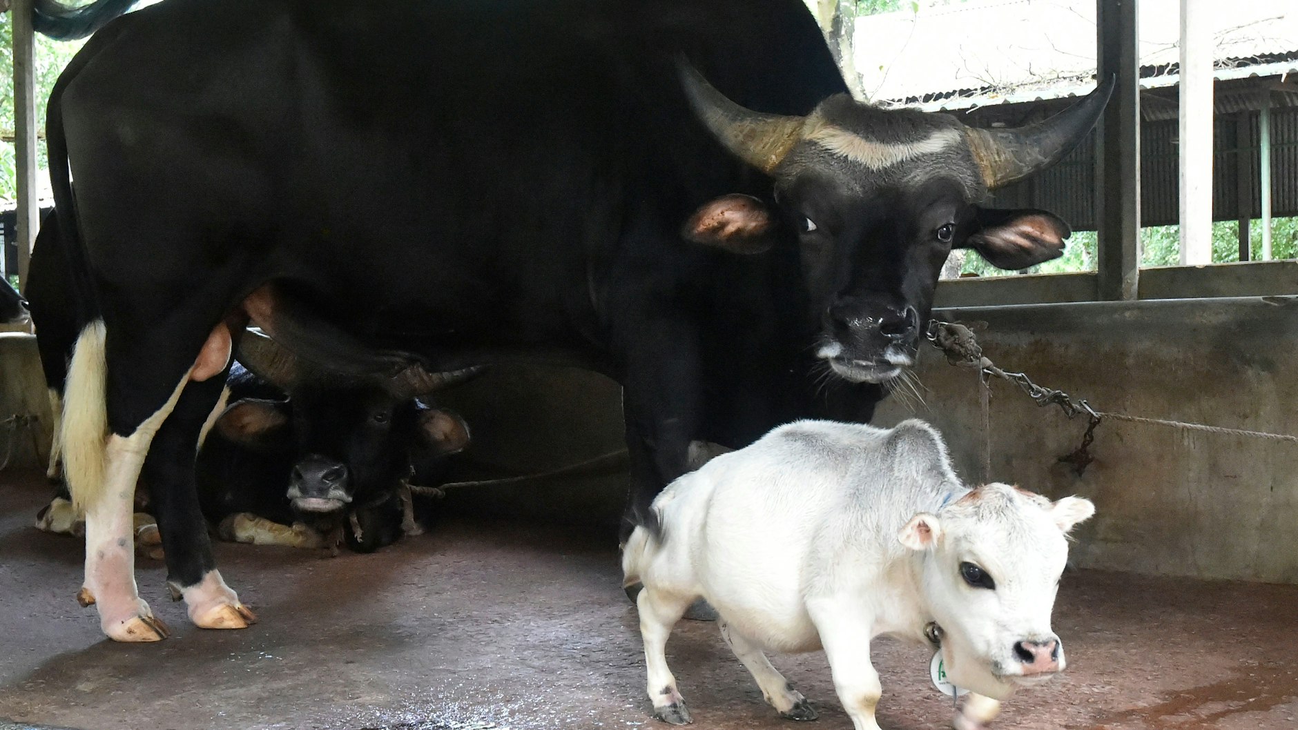 Die 51 Zentimeter große und 23 Monate alte Bhutti-Kuh Rani (r.) steht neben einer Kuh im Stall eines Landwirtschaftsbetriebs. Die Besitzer der kleinen Kuh haben sie beim Guinness-Buch der Rekorde für die kleinste Kuh der Welt angemeldet.