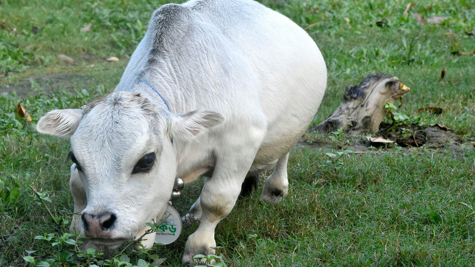 Mini-Kuh Rani ist ganze 51 Zentimeter groß.