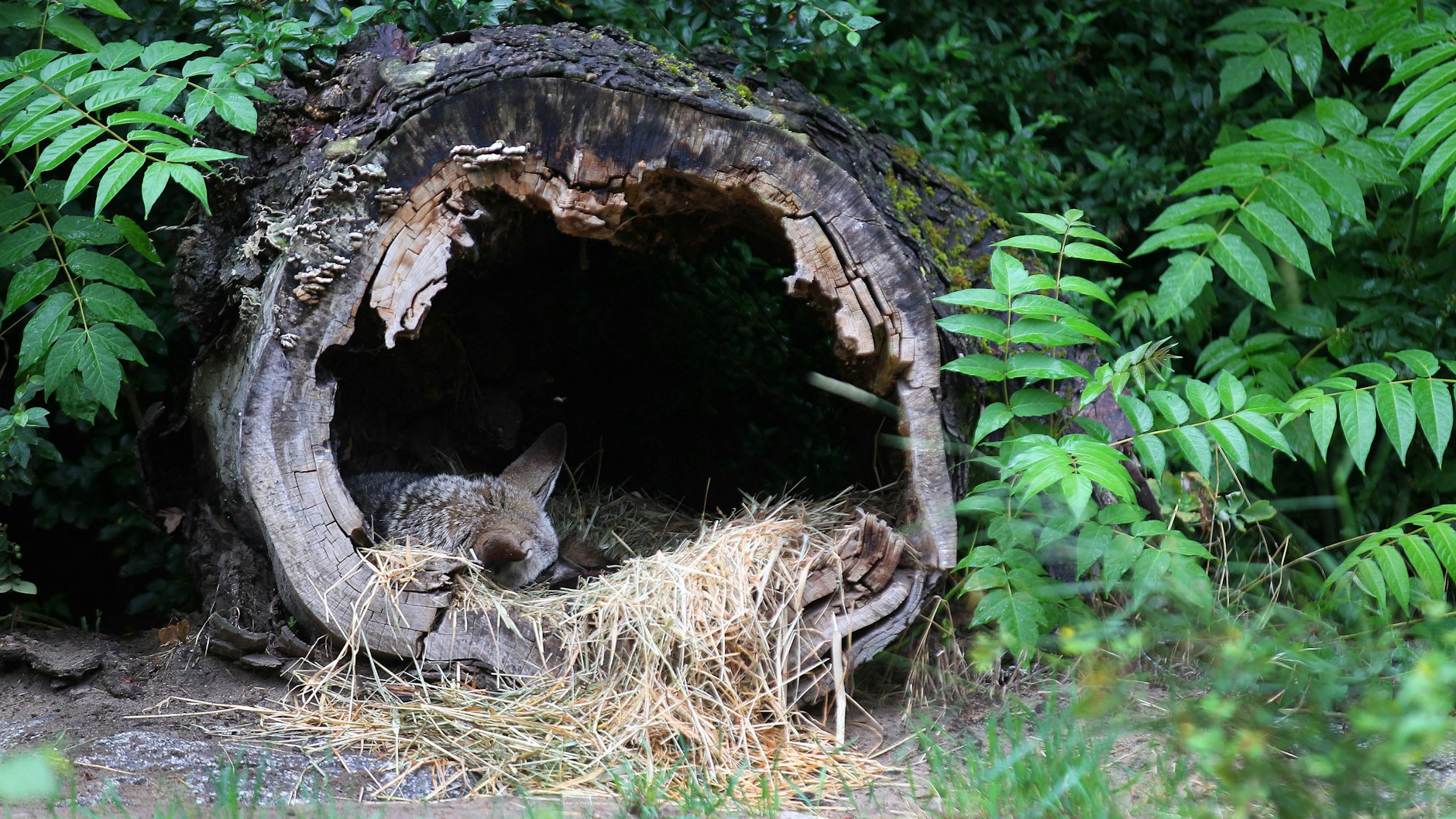 Erwischt beim Vorabend-Nickerchen: Der Löffelhund hat sich in seinem Baumstamm zusammengerollt.
