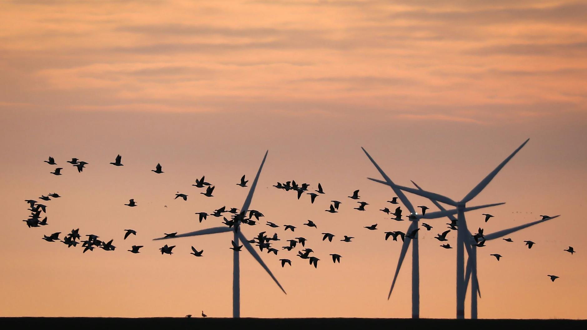 Windräder können zur Todesfalle für Vögel werden.