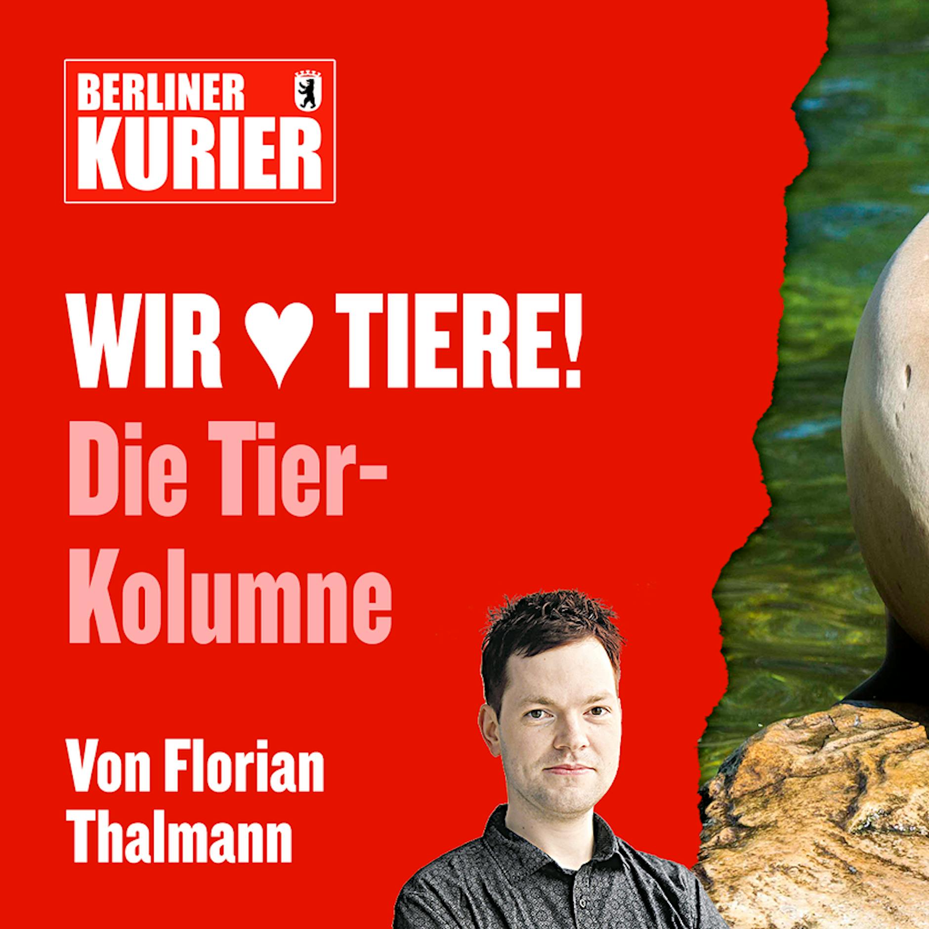 Gute Nacht, Tierpark: So schräg schlafen Giraffen, Robben und Flamingos! Hätten Sie DAS gewusst?