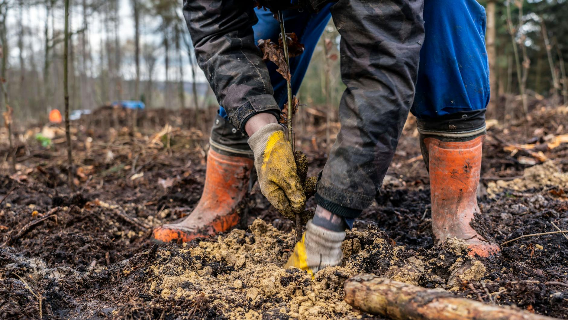Auch Eichen fangen klein an: Drei Milliarden Bäume sollen bis 2030 in der EU gepflanzt werden.