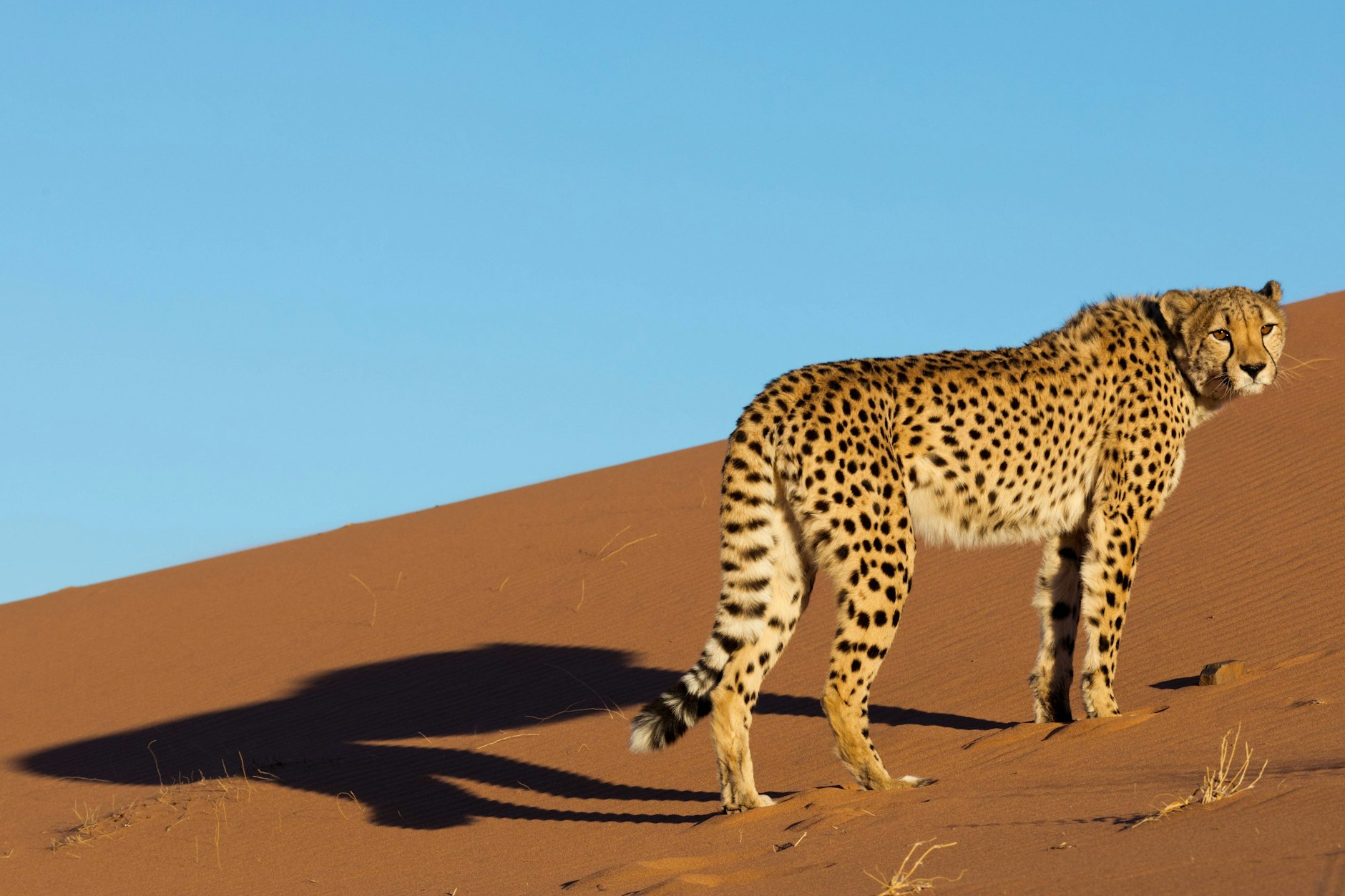 Ein Gepard in Zentralnamibia