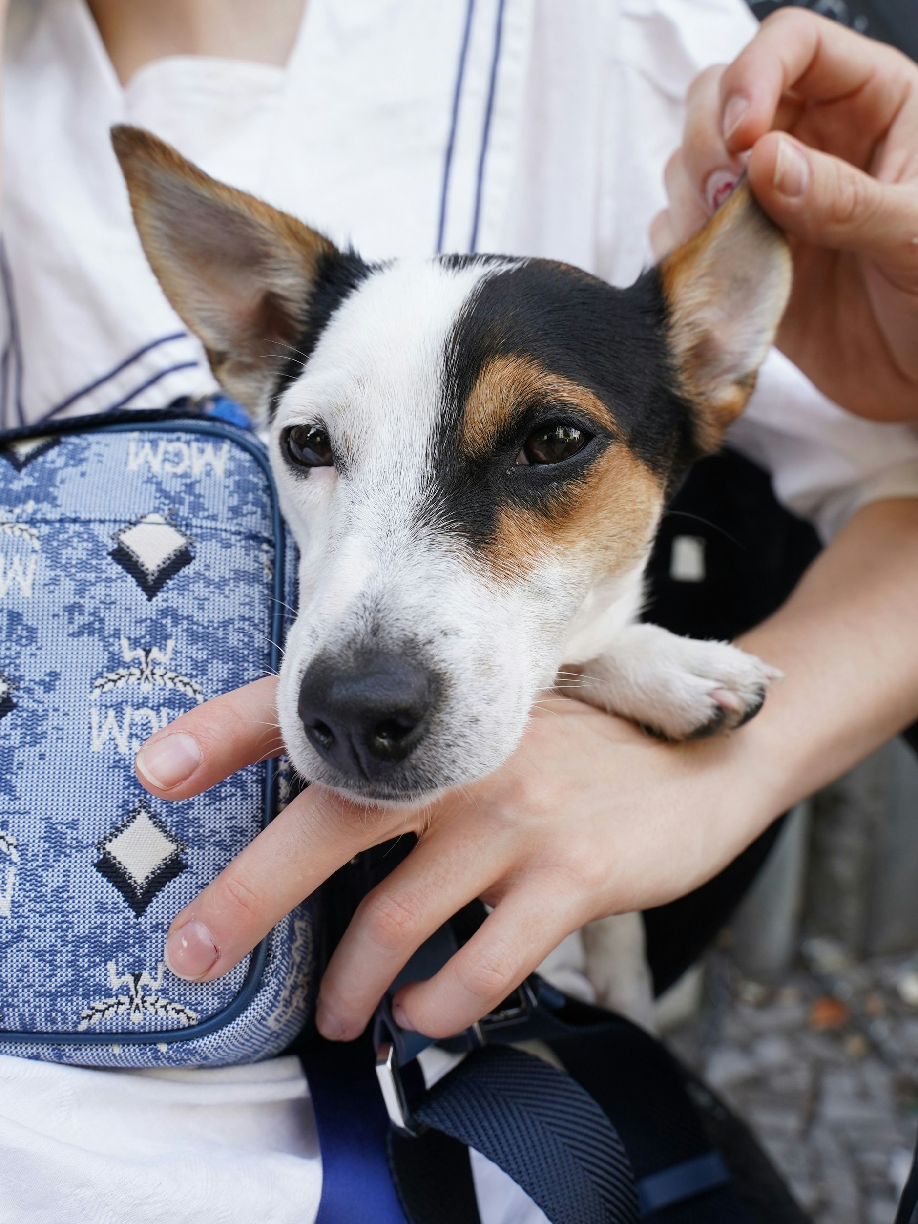 Hund Lou auf dem Arm von Miriam.&nbsp;