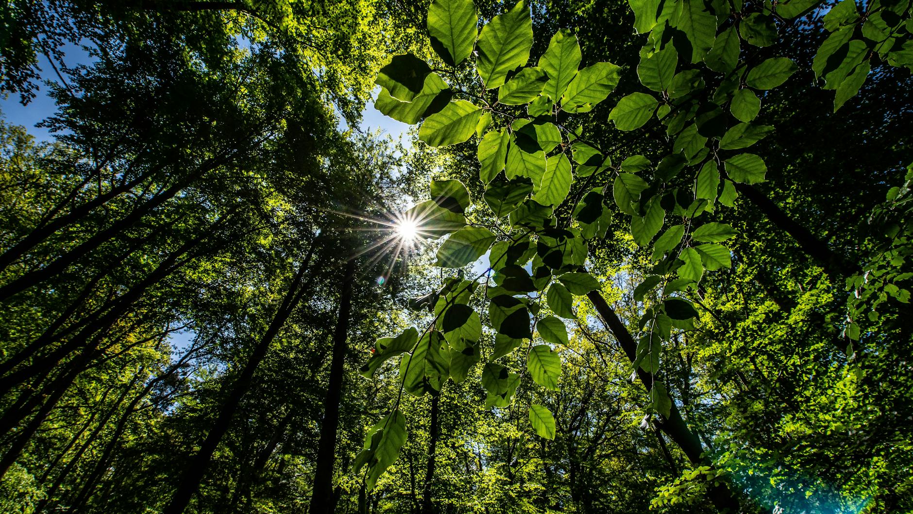 Vor allem gegen Sommerdürren könnte Bewaldung vorbeugen, schreiben Forschende in einer aktuellen Studie. 