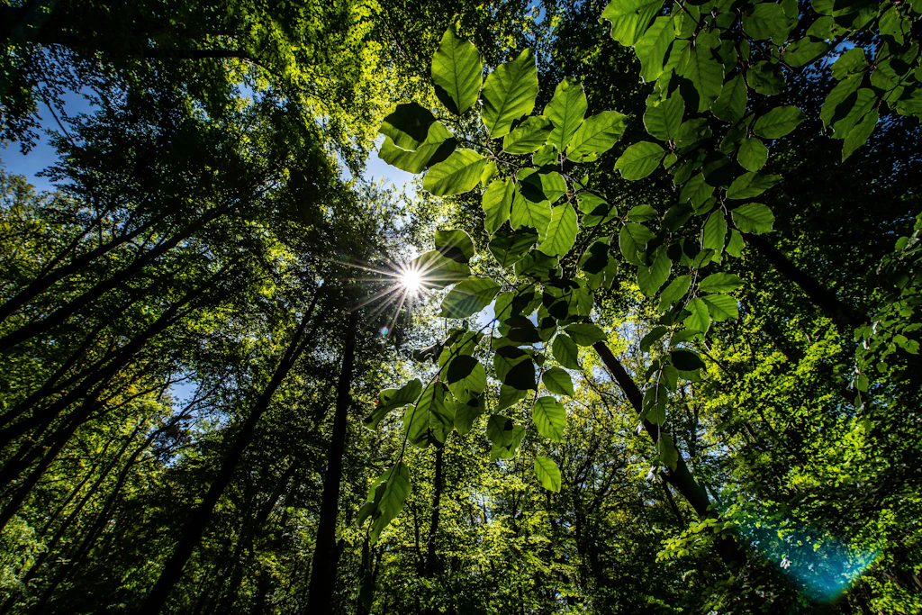 Mehr Wald könnte Europa vor Sommerdürren schützen
