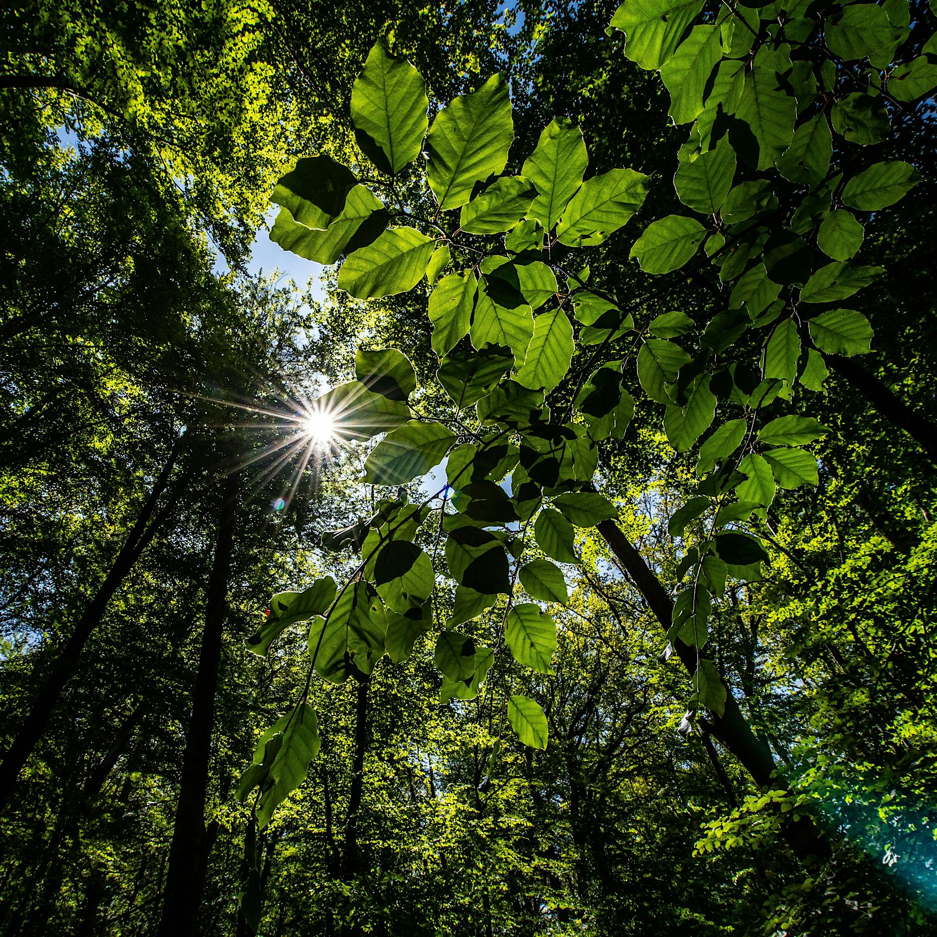 Mehr Wald könnte Europa vor Sommerdürren schützen