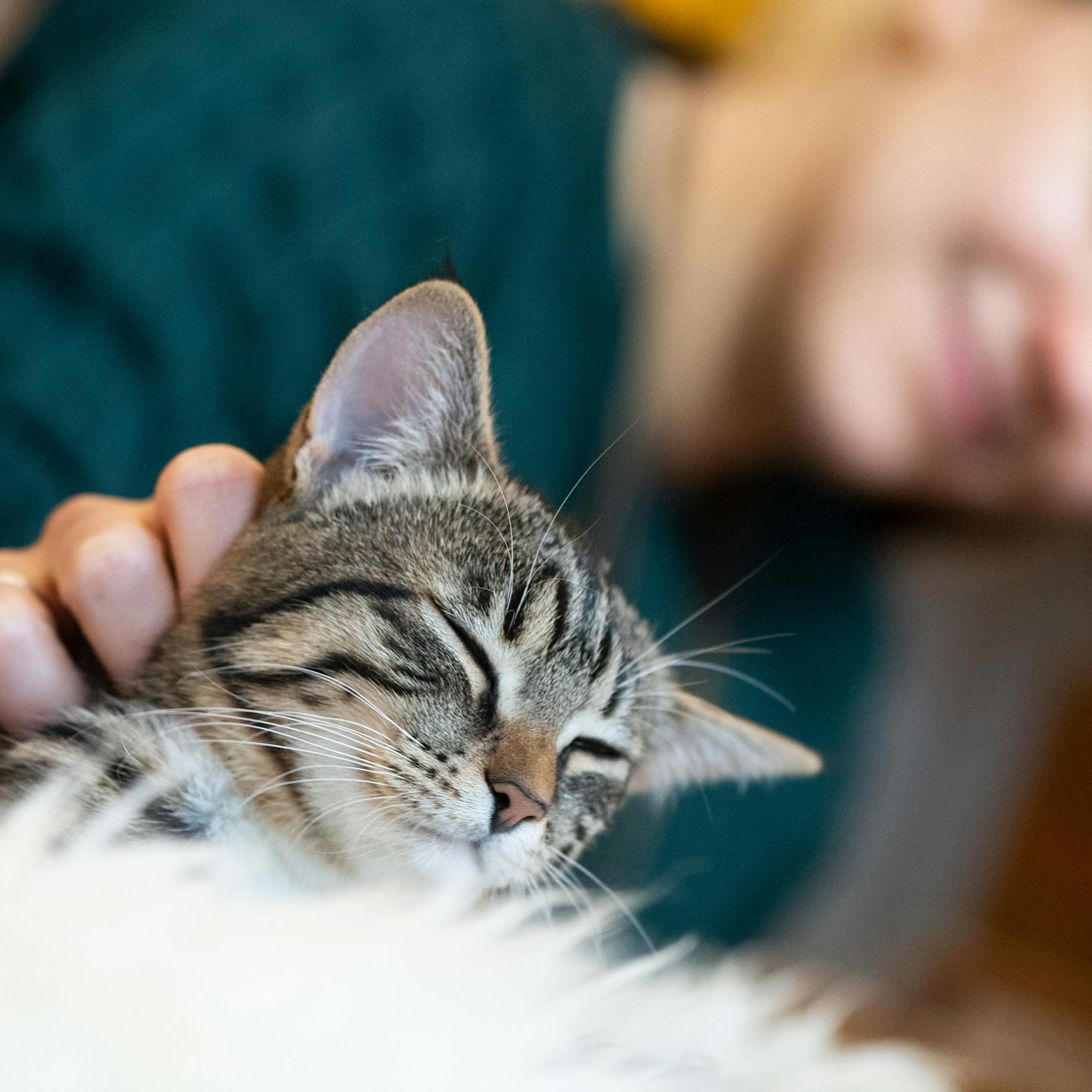 Neues Städteranking: Berlin „besonders haustierfreundlich“ – aber DIESE Stadt ist vorn!