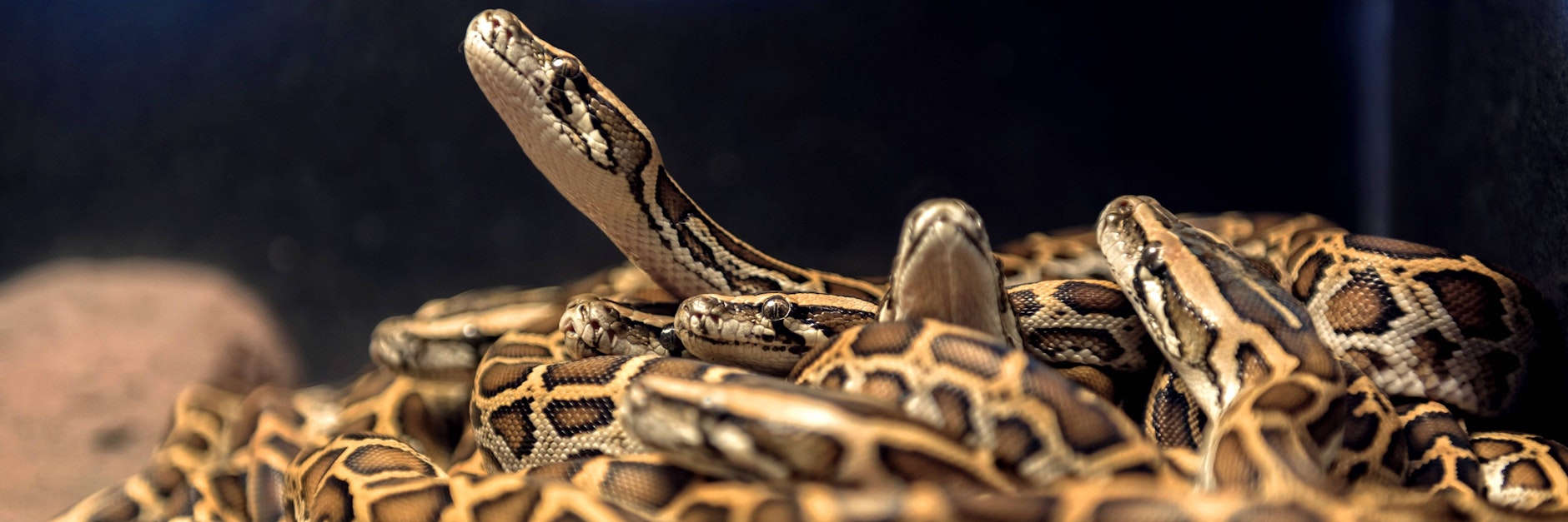 Als&nbsp;Trish Wilcher unter ihrem Bett 18 Schlangen fand,&nbsp;war sie dem Herzinfarkt nahe. (Symbolbild)