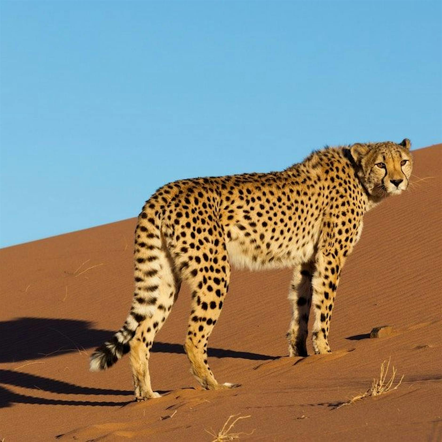 Berliner Forscher entschärfen Konflikte mit Raubkatzen in Afrika