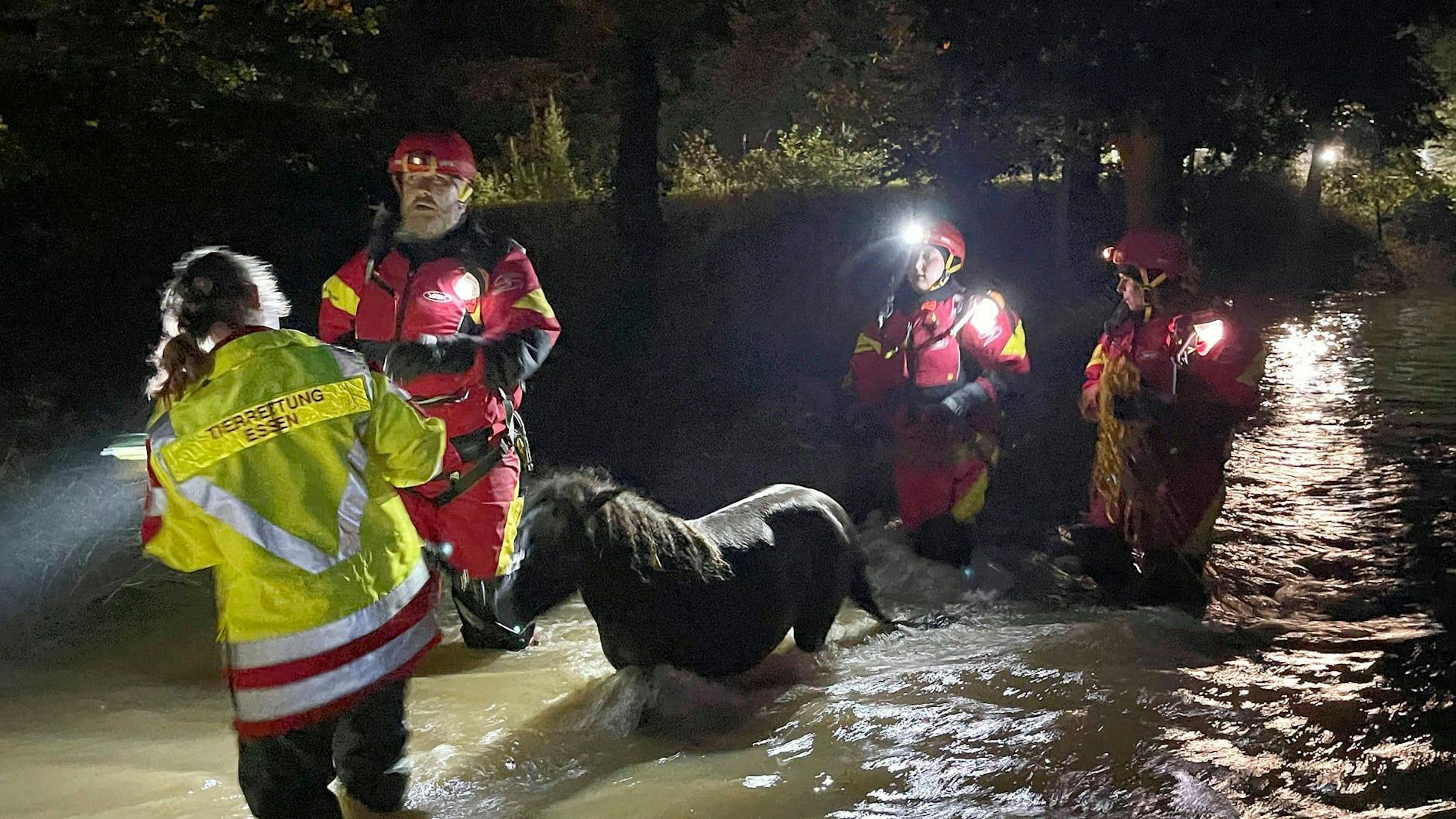 Die Helden der Tierrettung Essen retteten unter anderem mehrere vom Wasser eingeschlossene Ponys.