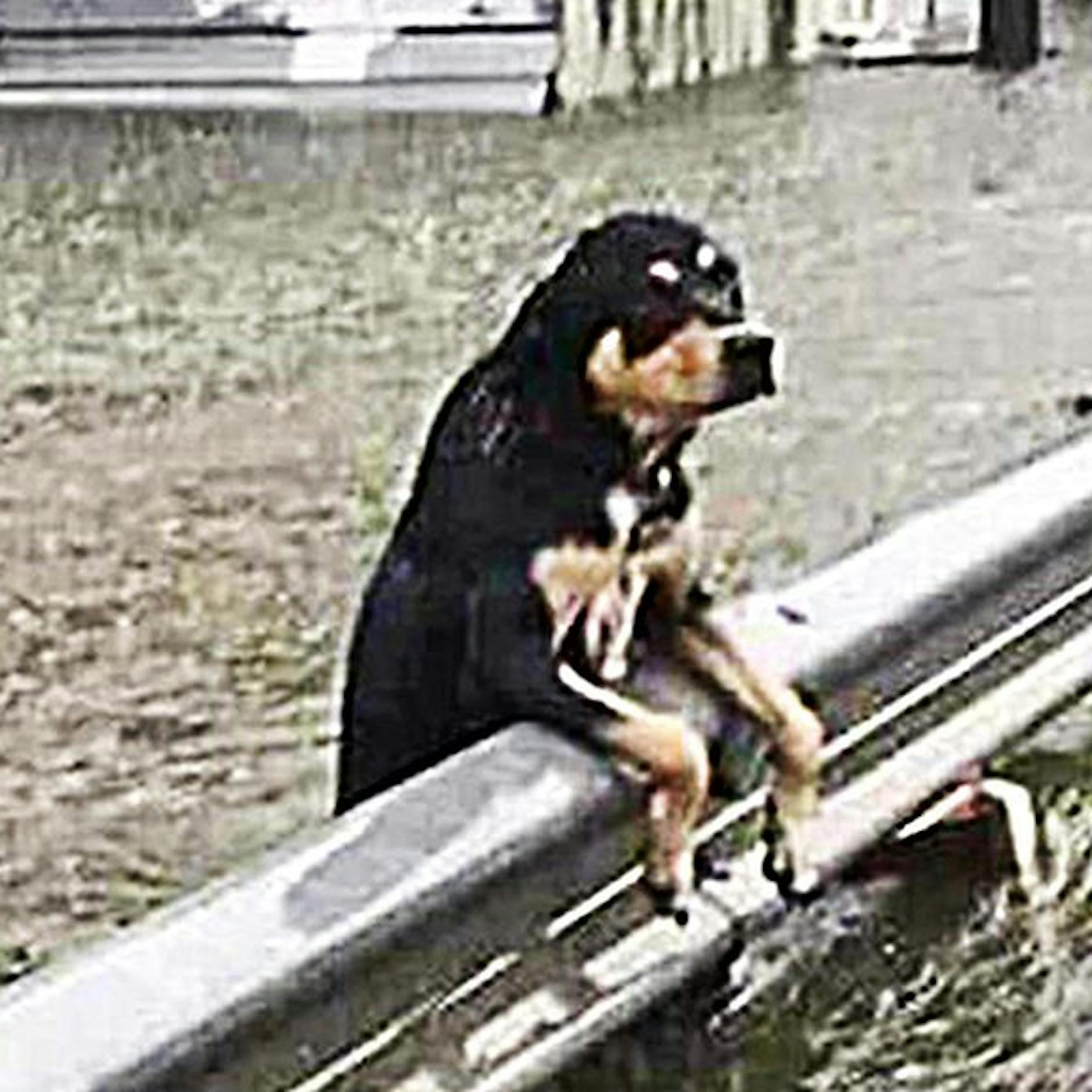 Diese Geschichte rührt zu Tränen: Solche dramatischen Szenen erlebten Tier-Retter in den Flutgebieten!