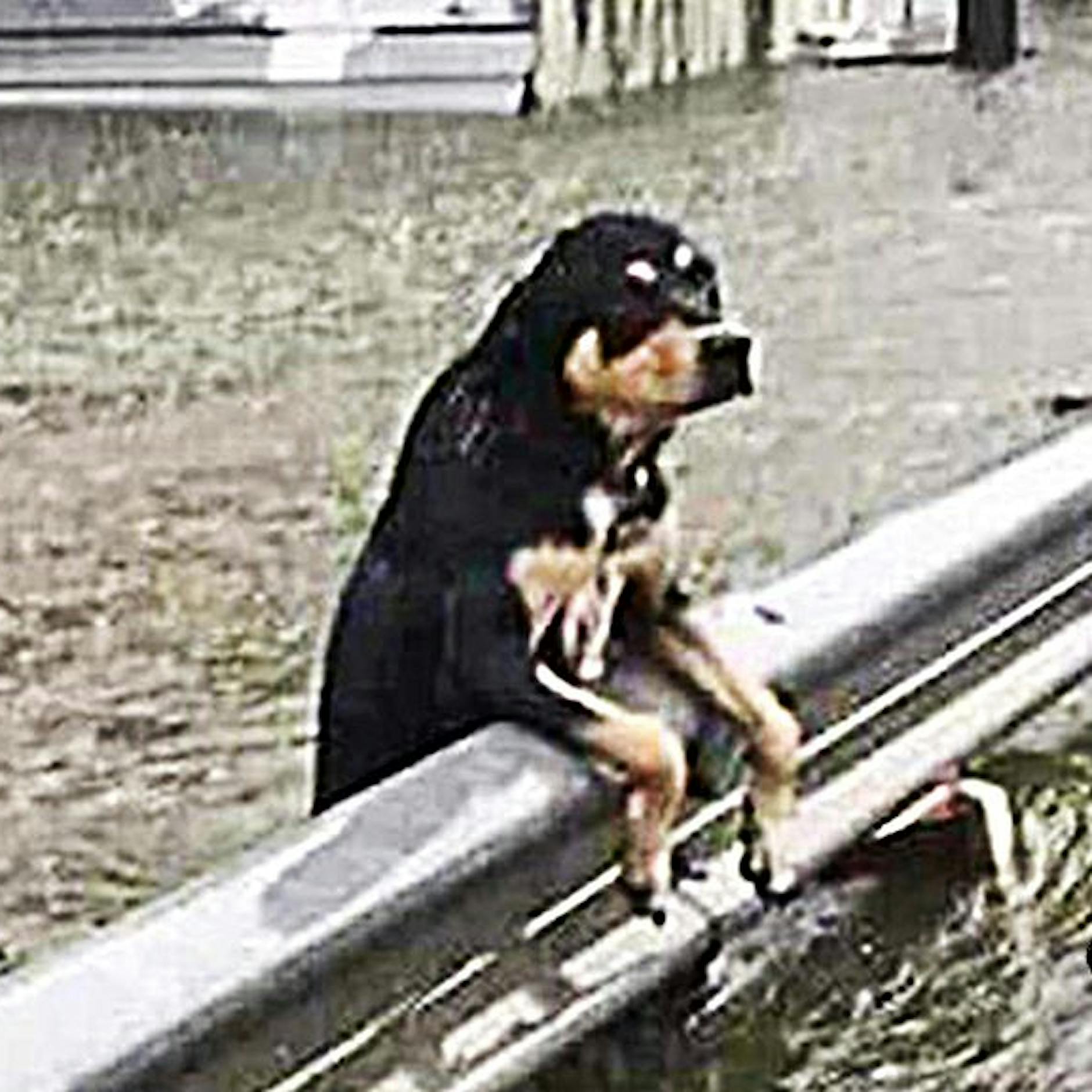 Überall gab es Rettungsaktionen: Diese Bilder gehen ans Herz! So furchtbar leiden Tiere unter der Flut-Katastrophe