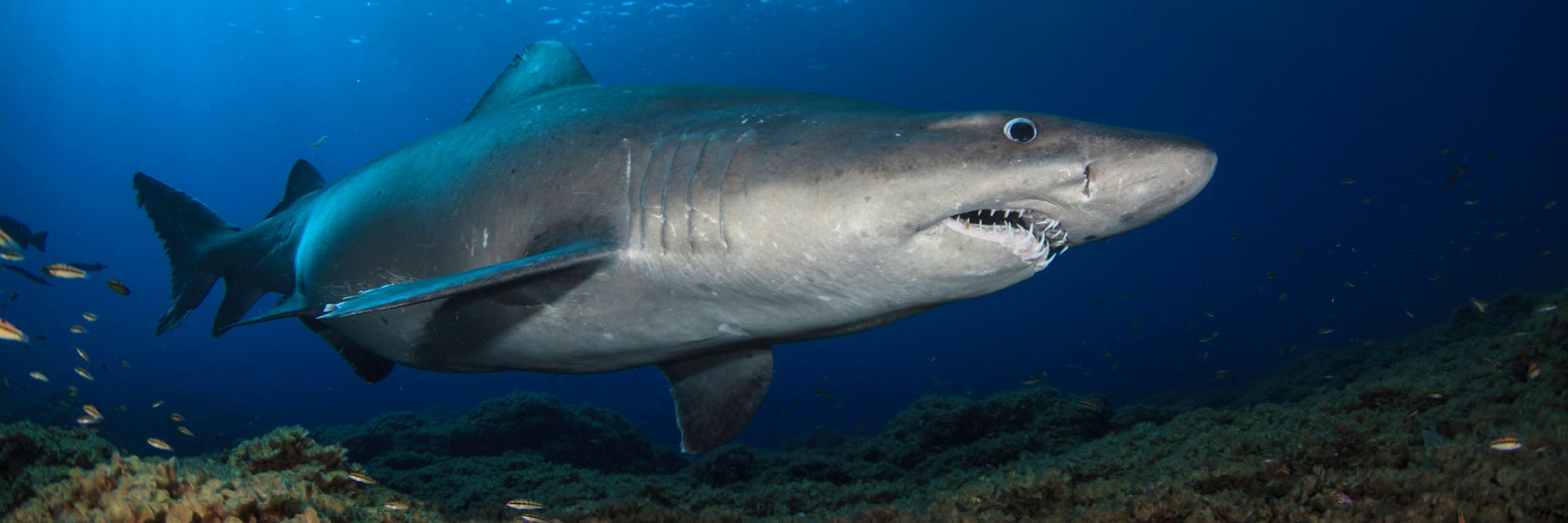 Hollywood trägt die Hauptschuld daran, dass die Meeresräuber einen sehr schlechten Ruf bei den Menschen haben.