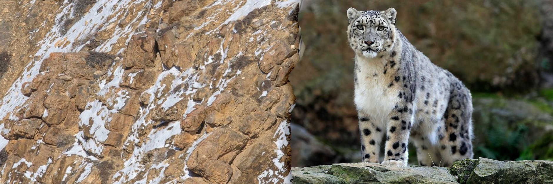 Auf diesem Berg-Foto versteckt sich angeblich ein Schneeleopard. Können Sie ihn finden?