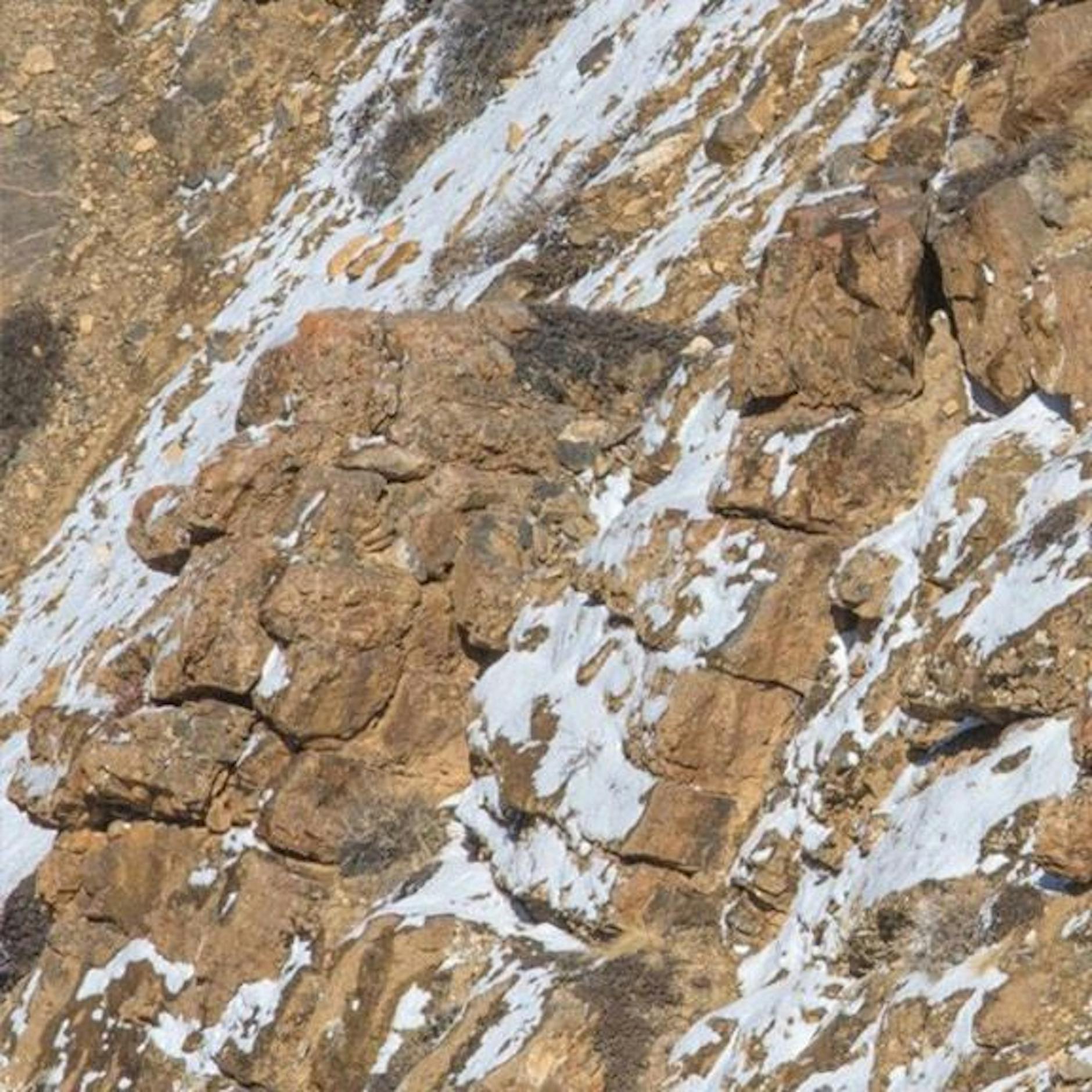 Irres Suchbild macht alle verrückt: Auf diesem Foto versteckt sich ein Leopard! Wetten, dass Sie ihn nicht finden?