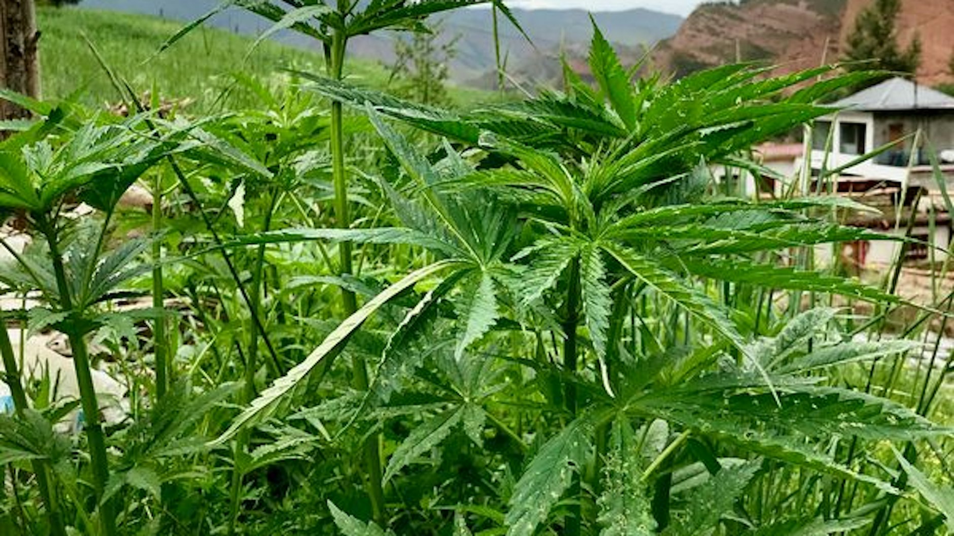 Cannabis-Anbau in China