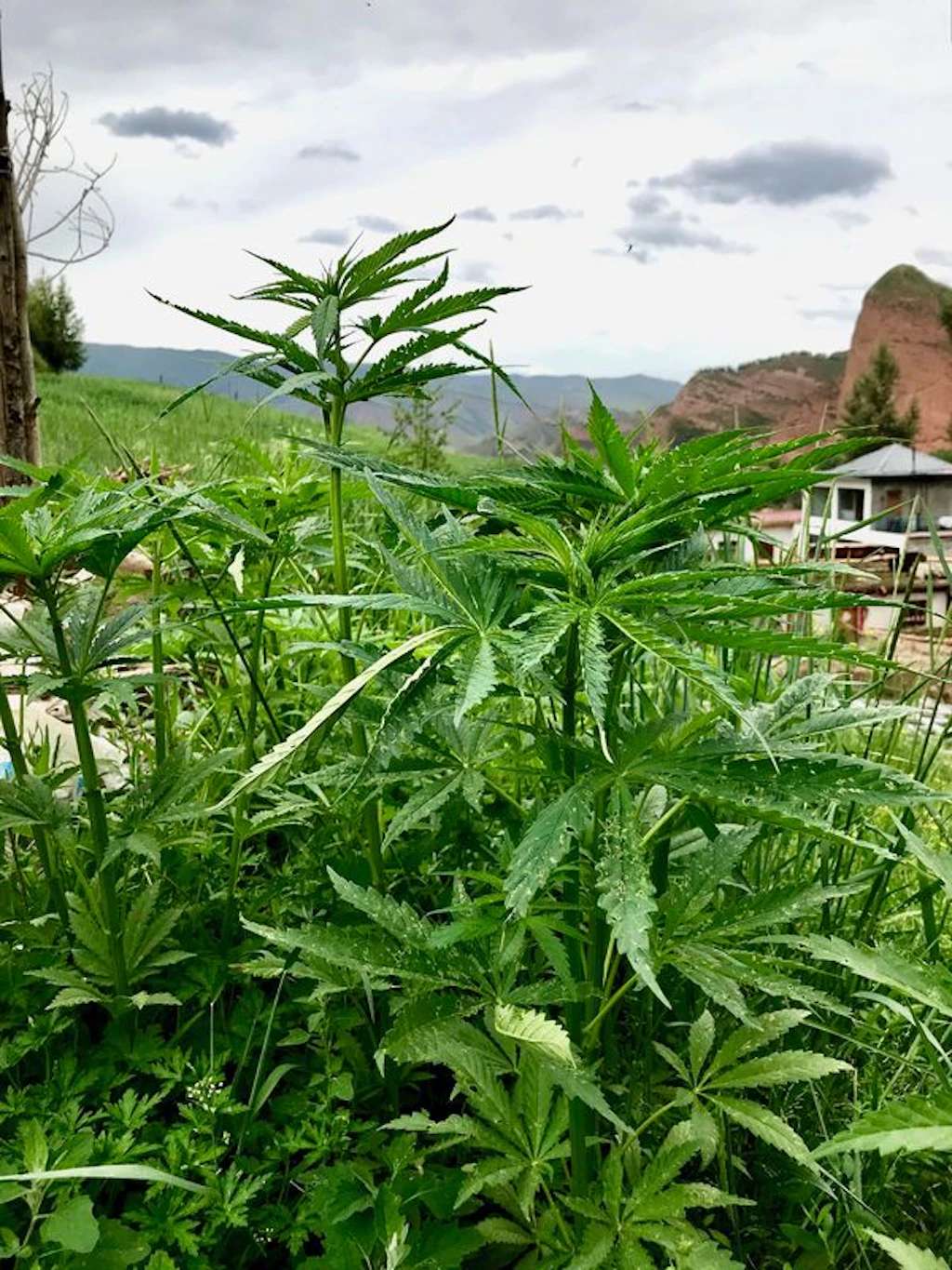 Studie: Cannabis-Anbau begann vor etwa 12.000 Jahren in Ostasien