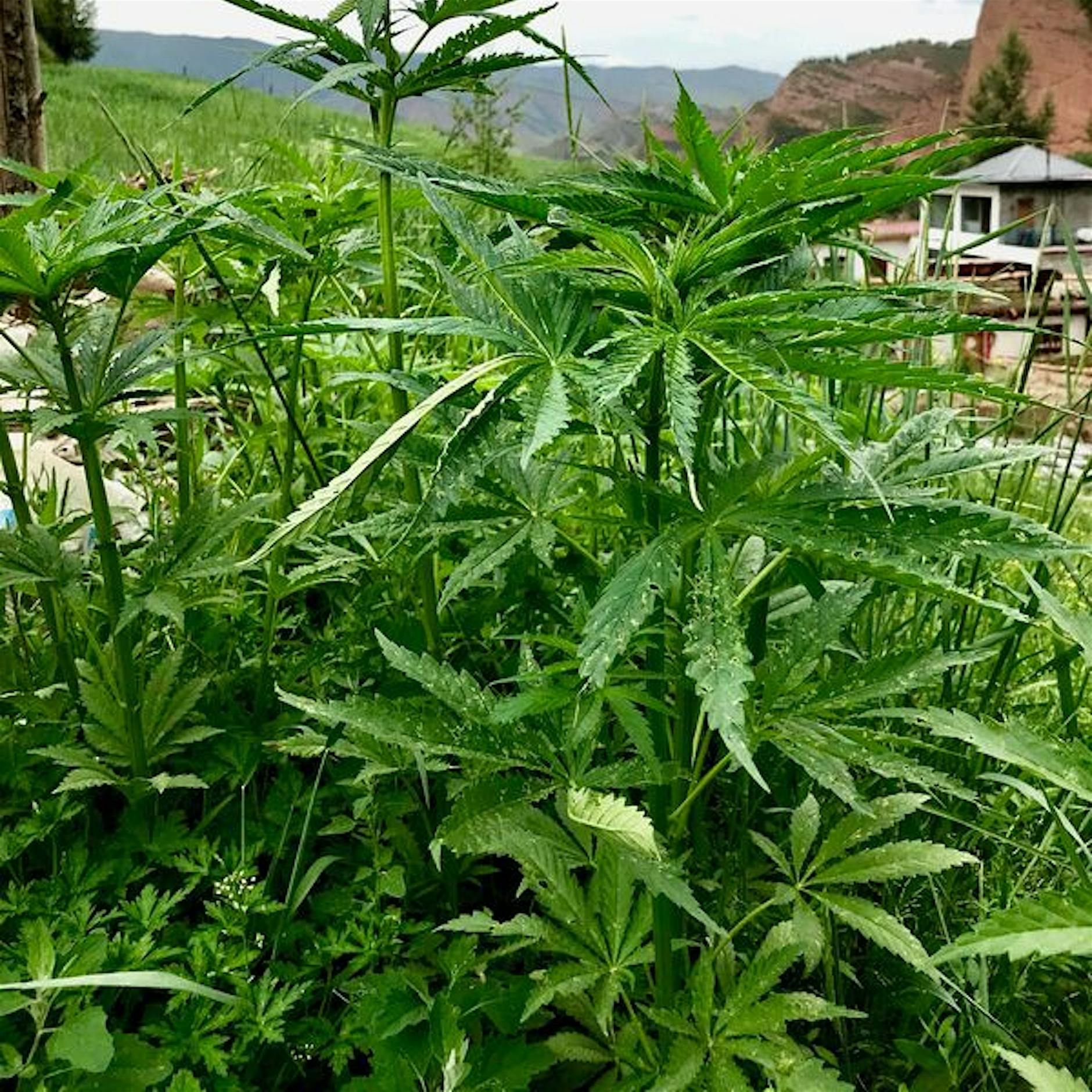 Studie: Cannabis-Anbau begann vor etwa 12.000 Jahren in Ostasien