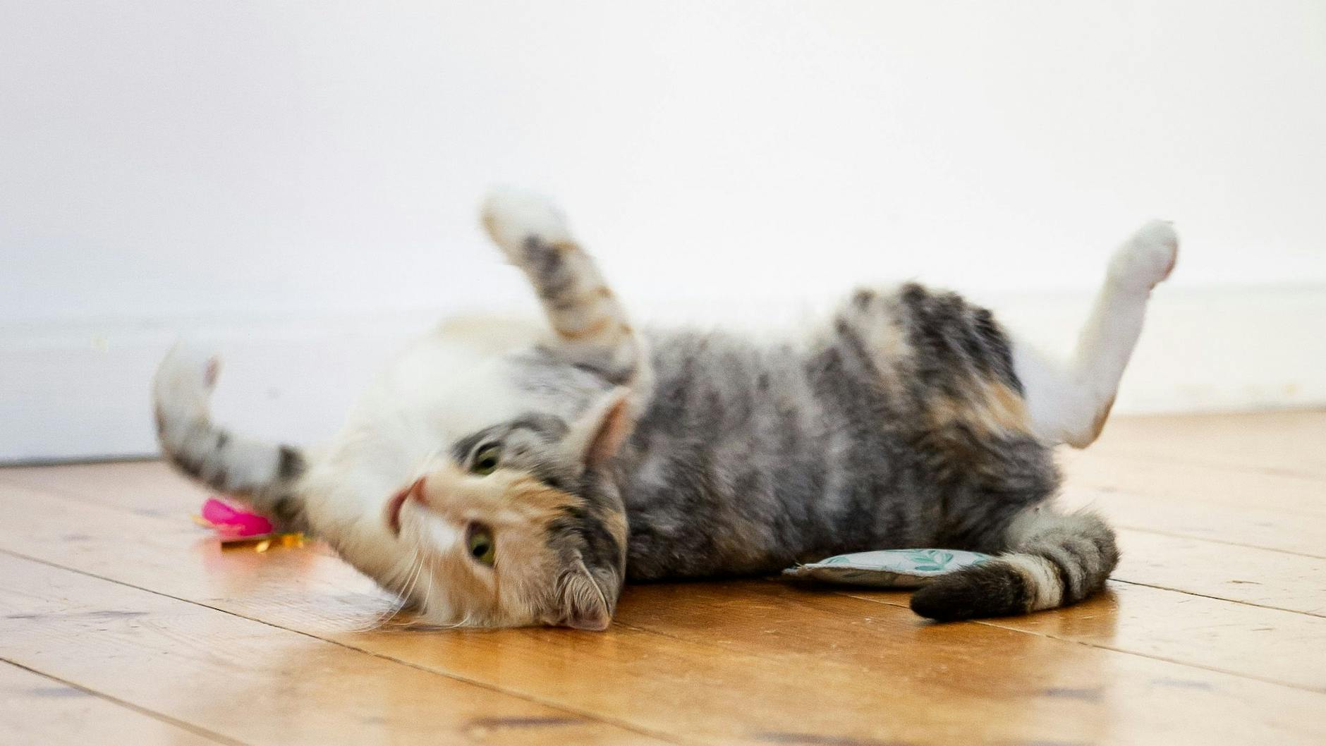 Katzen müssen sich auspowern, sonst können sie sogar Depressionen entwickeln.