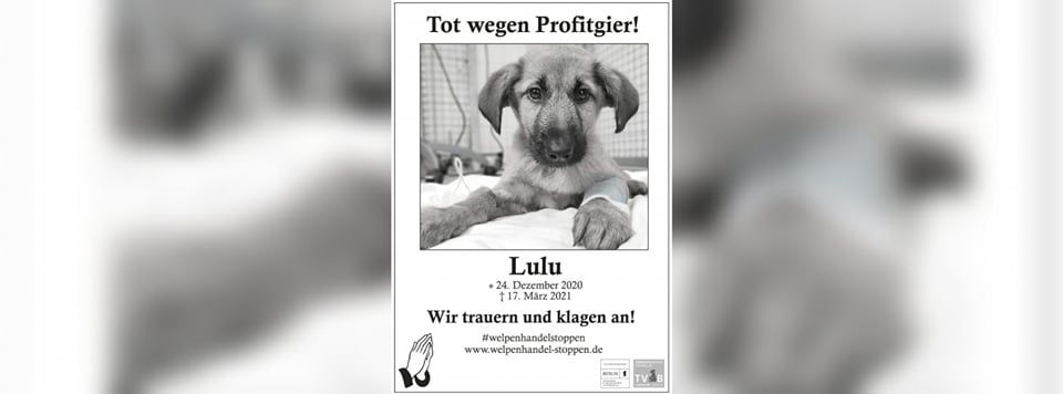 Image - Berliner Tierheim: Mit Schock-Kampagne gegen Hundequäler!