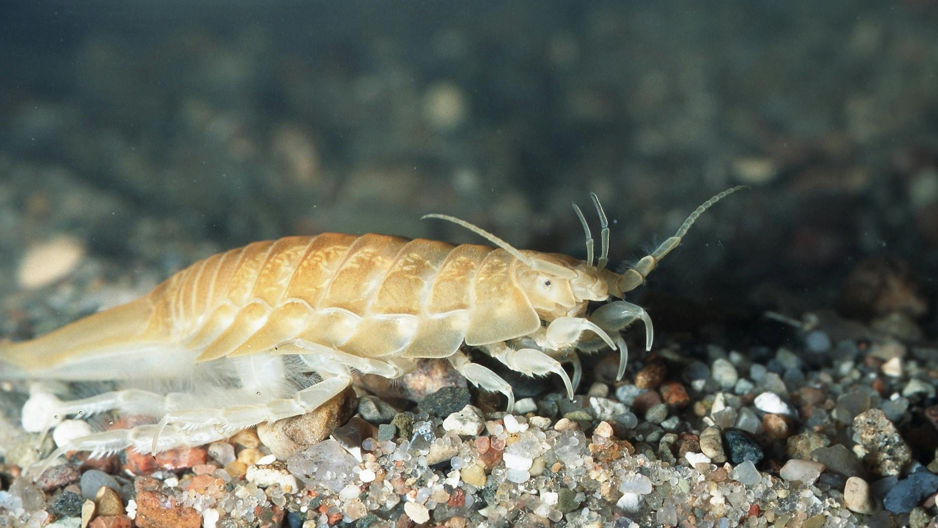 Meerasseln leben in großer Zahl in der Ostsee. Sie werden auch an Strände gespült.