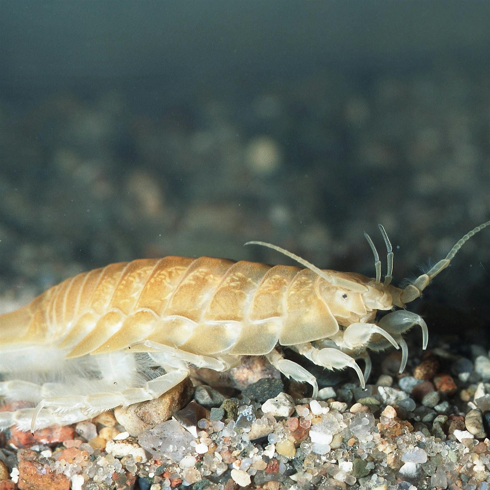 Ostsee: Touristen klagen über Bisse von Meerasseln