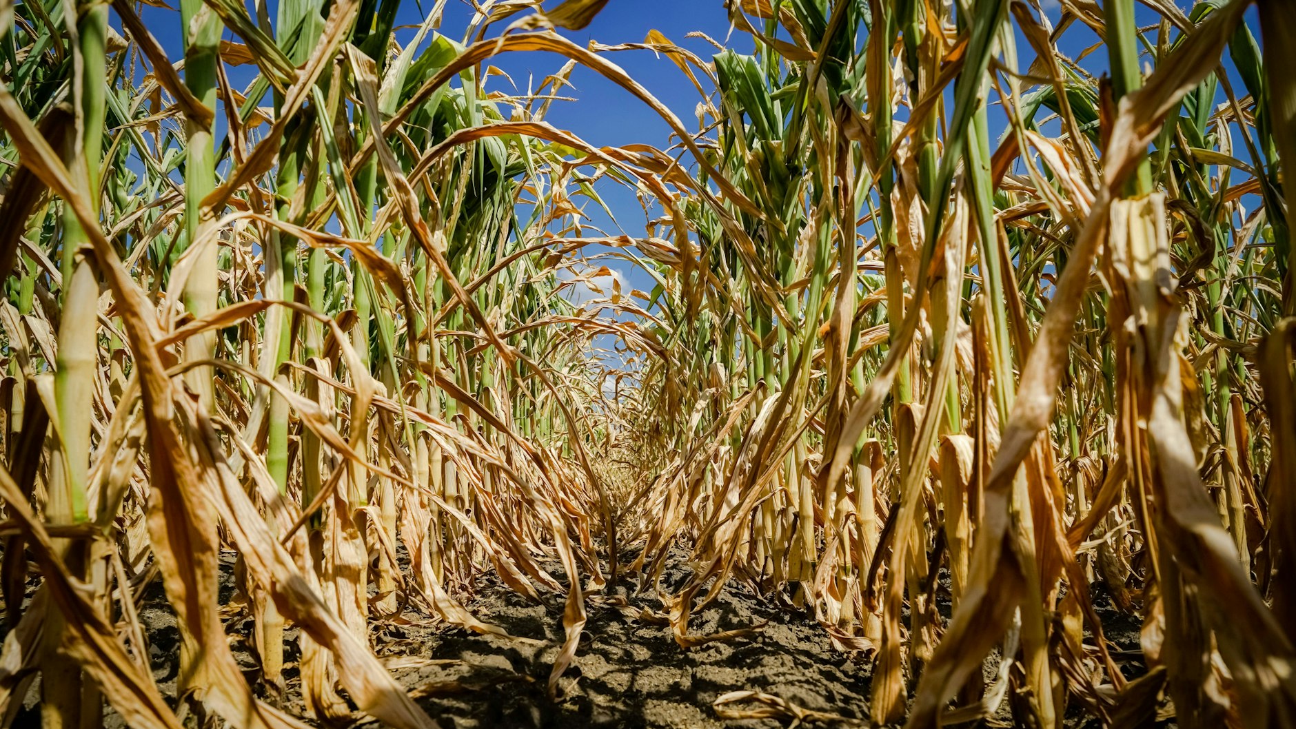 Durch extreme Trockenheit vertrocknet und verkümmert: Maispflanzen in Osnabrück im August 2018.