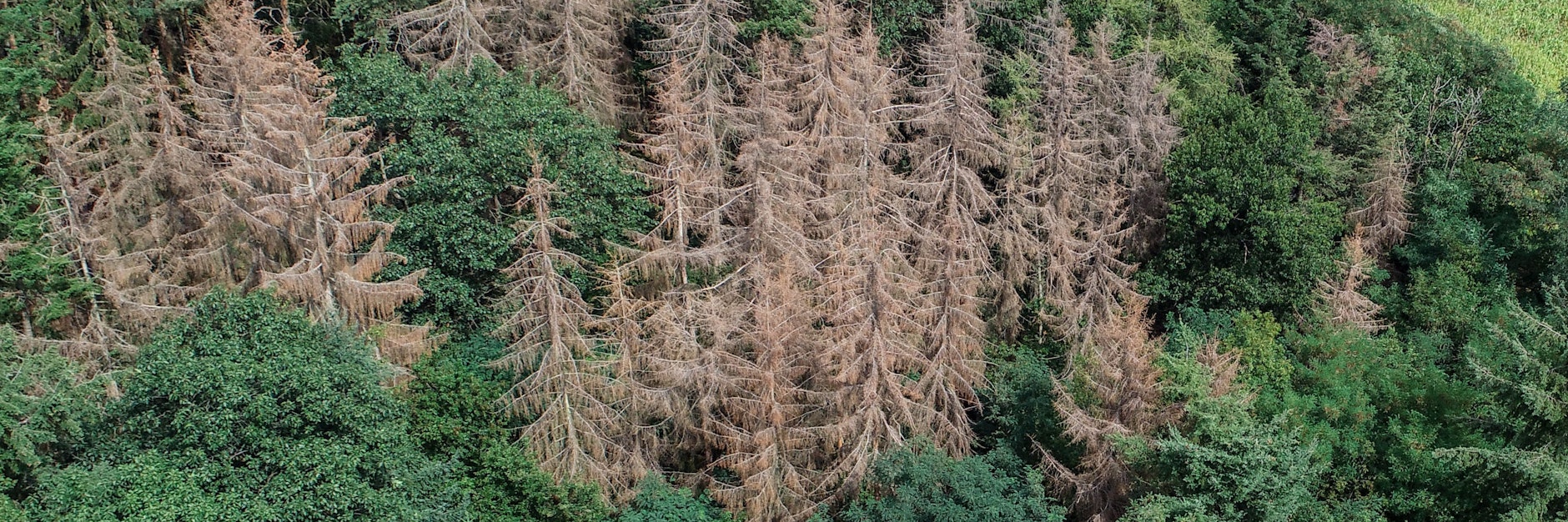 Abgestorbene Fichten stehen in einem brandenburgischen Waldgebiet mit gesunden Nadel- und Laubbäumen. Mit dem Klimawandel rückt das Thema Wasser immer mehr in den Fokus.