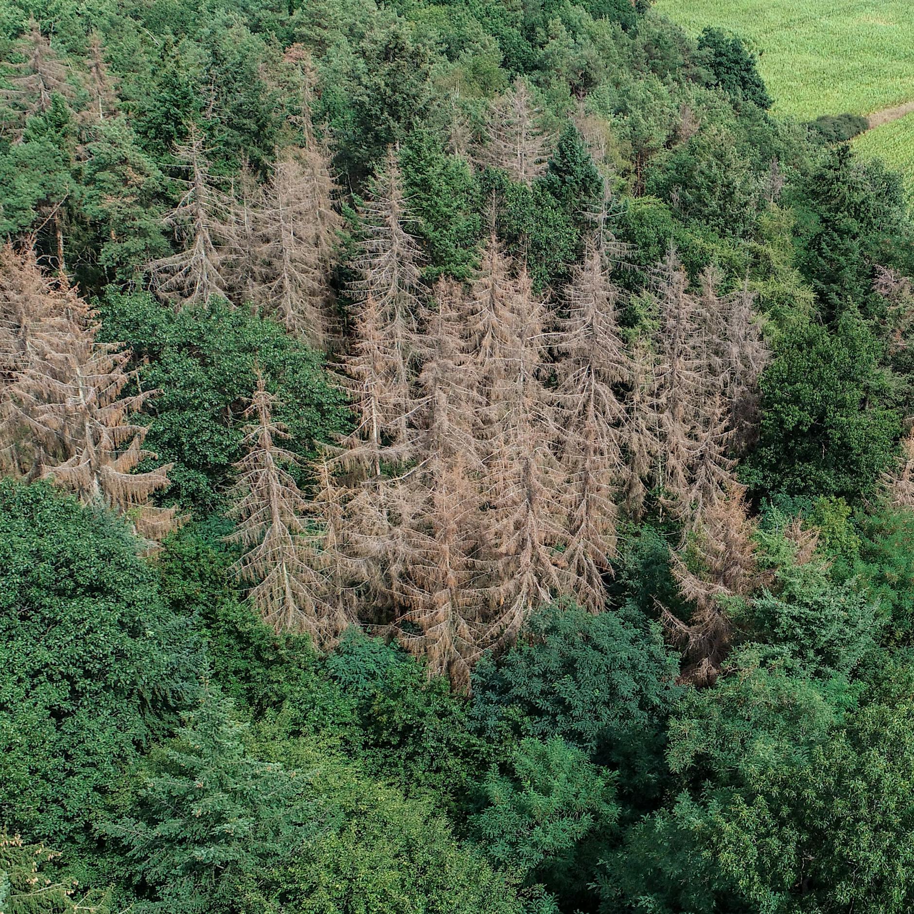 Dürre, Hitze, Dauerregen: So dramatisch wird der Klimawandel Deutschland verändern