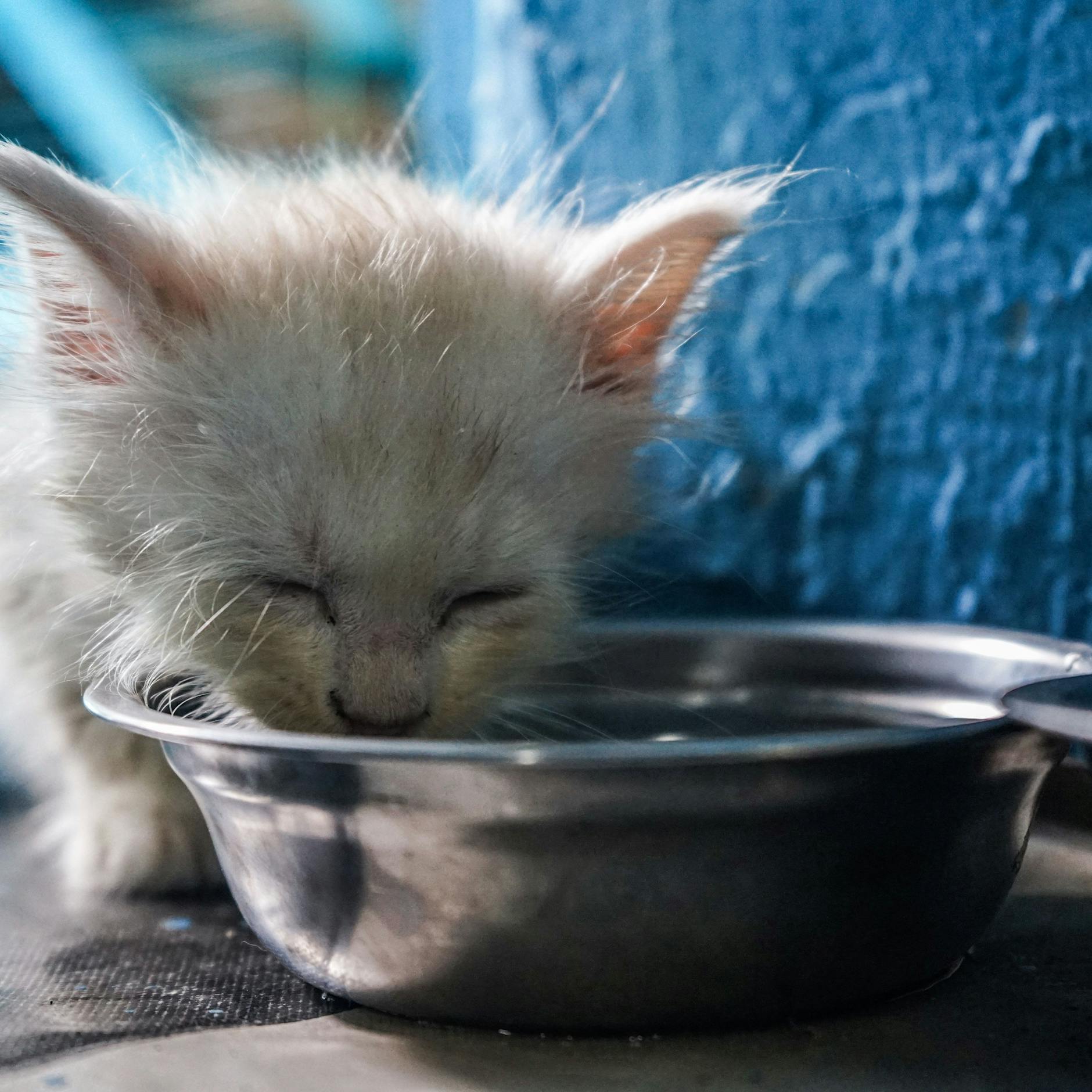 Olympische Spiele in Tokio: Japaner haben Angst um ihre Streuner-Katzen am Olympia-Stadion