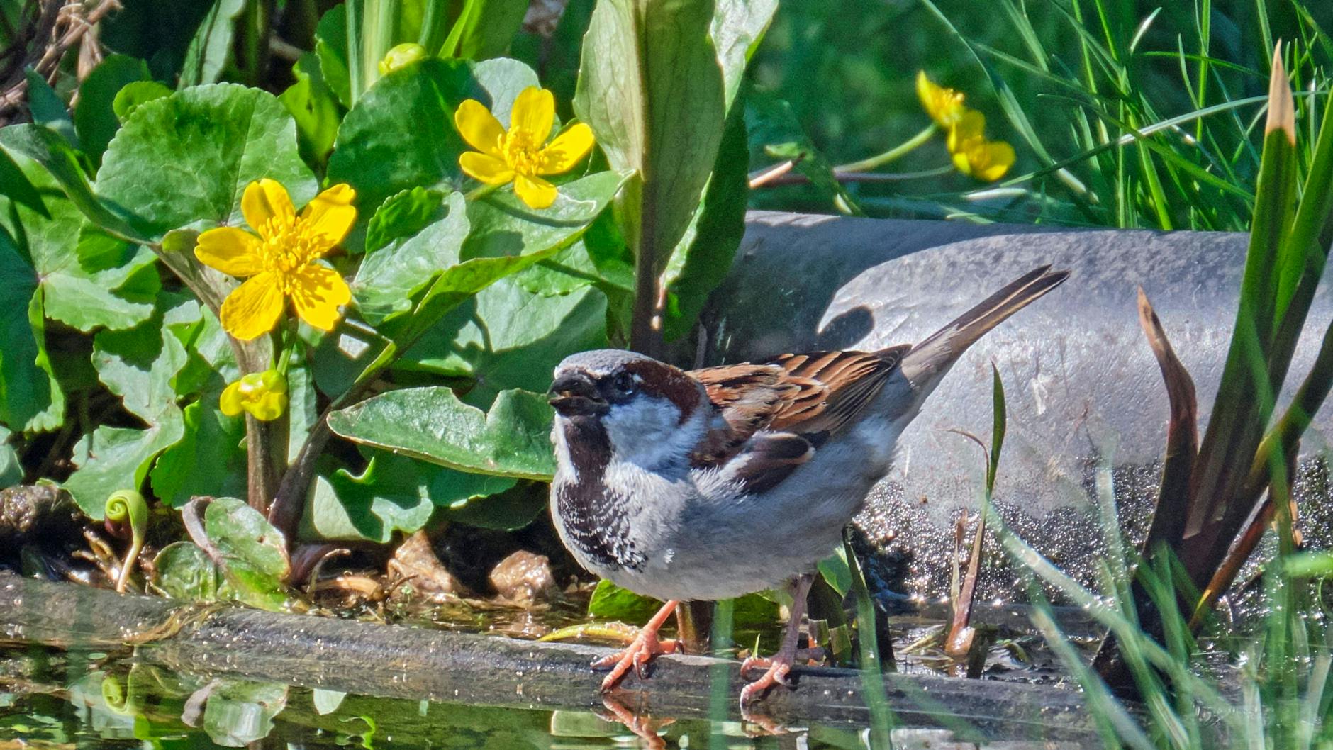 Werden Spatzen die Retter der Buchsbäume? Dazu müssen sie Geschmack an den Raupen des Zünslers finden. 