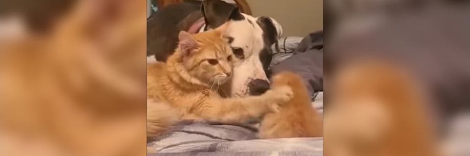 Mit echter Samtpfote erklärt die Katzenmutter dem Hund, dass er ihr Kätzchen sanft behandeln soll.