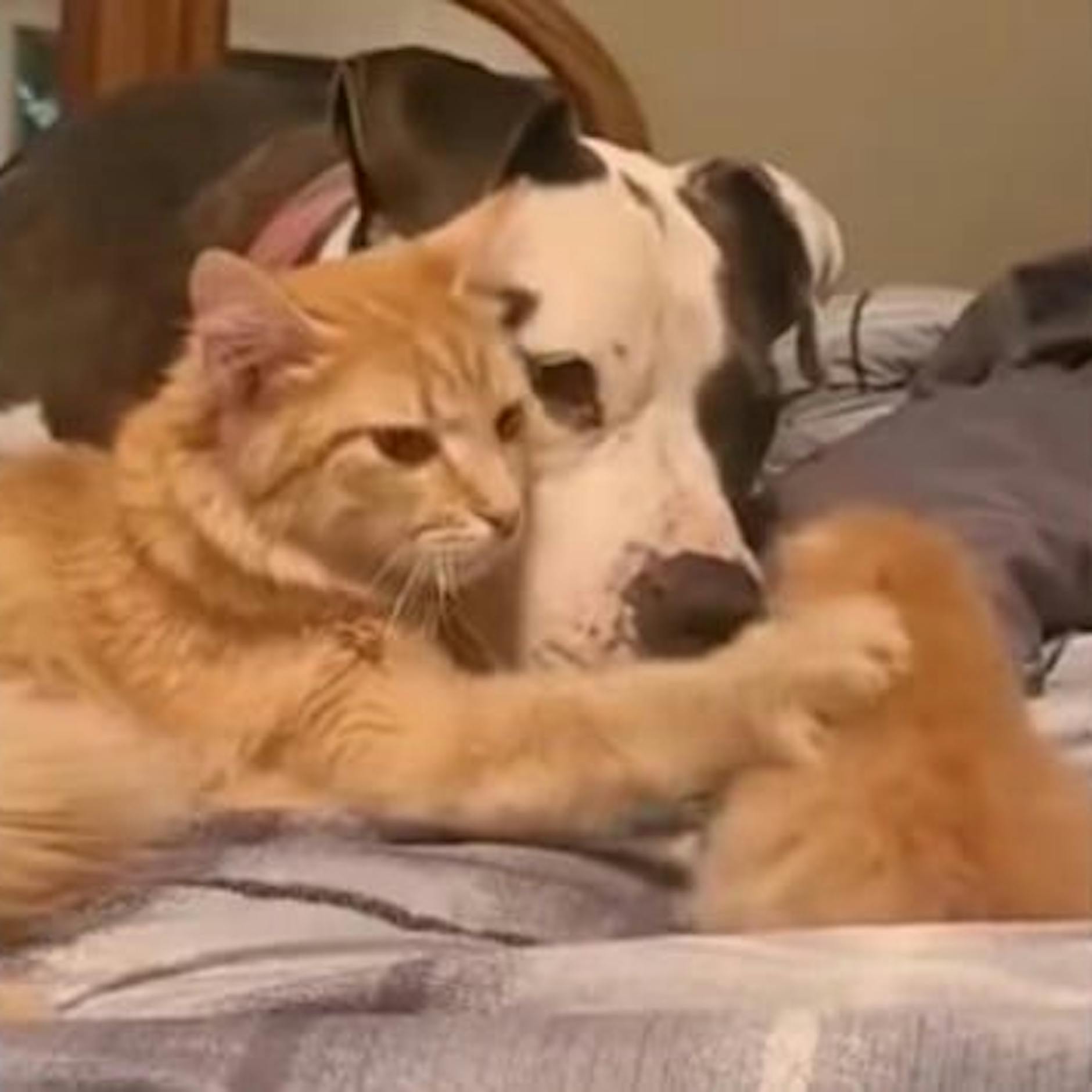 Zuckersüßes Tier-Video! Hier stellt eine Katzen-Mama dem Familienhund ihr Baby vor – und wird damit zum Star