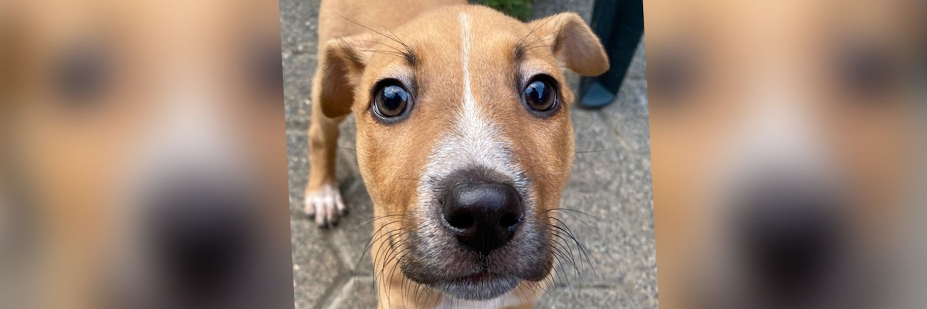 Diese süße Hündin sucht neue liebevolle Besitzer.
