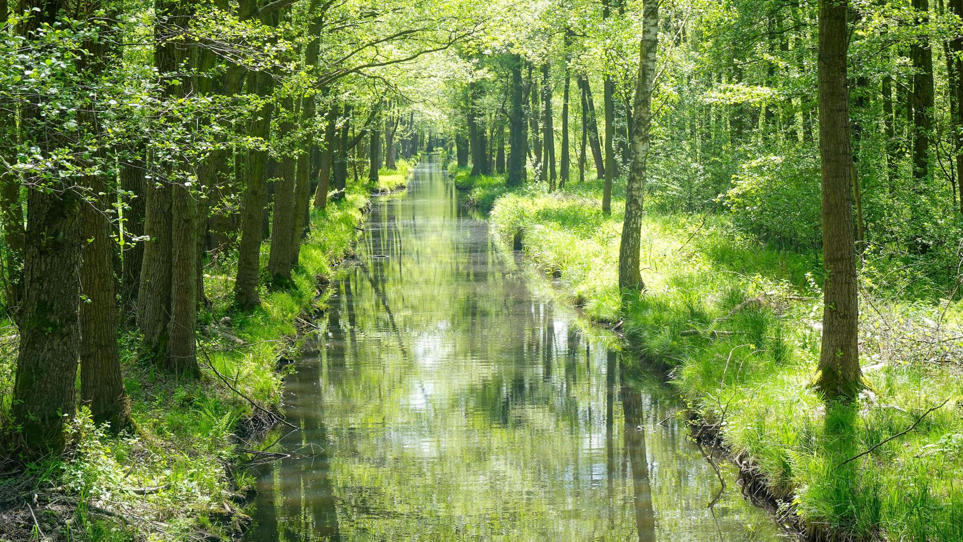 Im Spreewald gibt es 270 Kilometer solcher Fließe und Gräben.